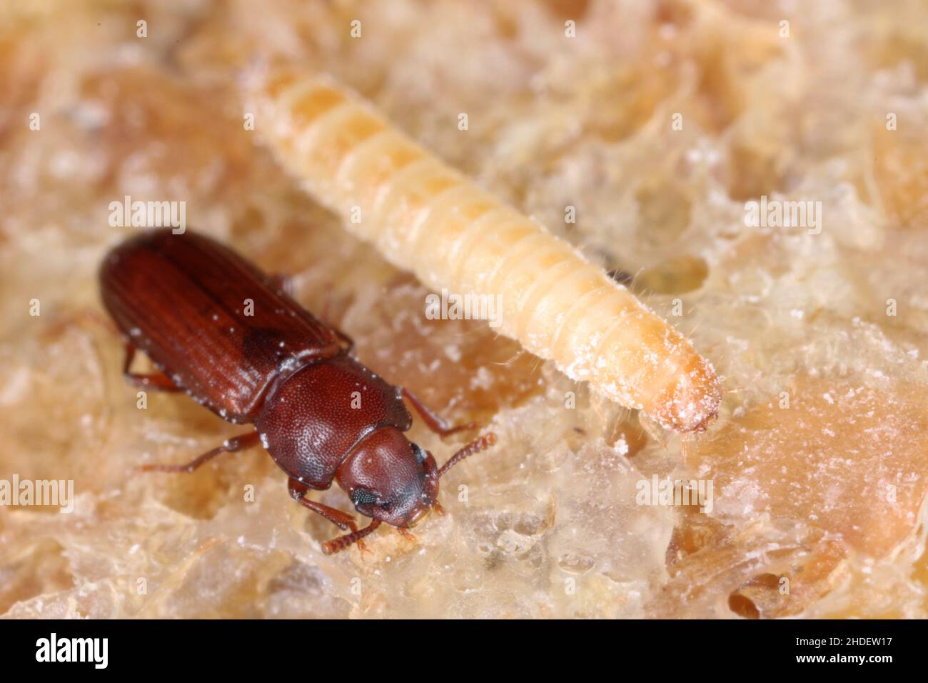 Red flour beetle larva hi-res stock photography and images - Alamy