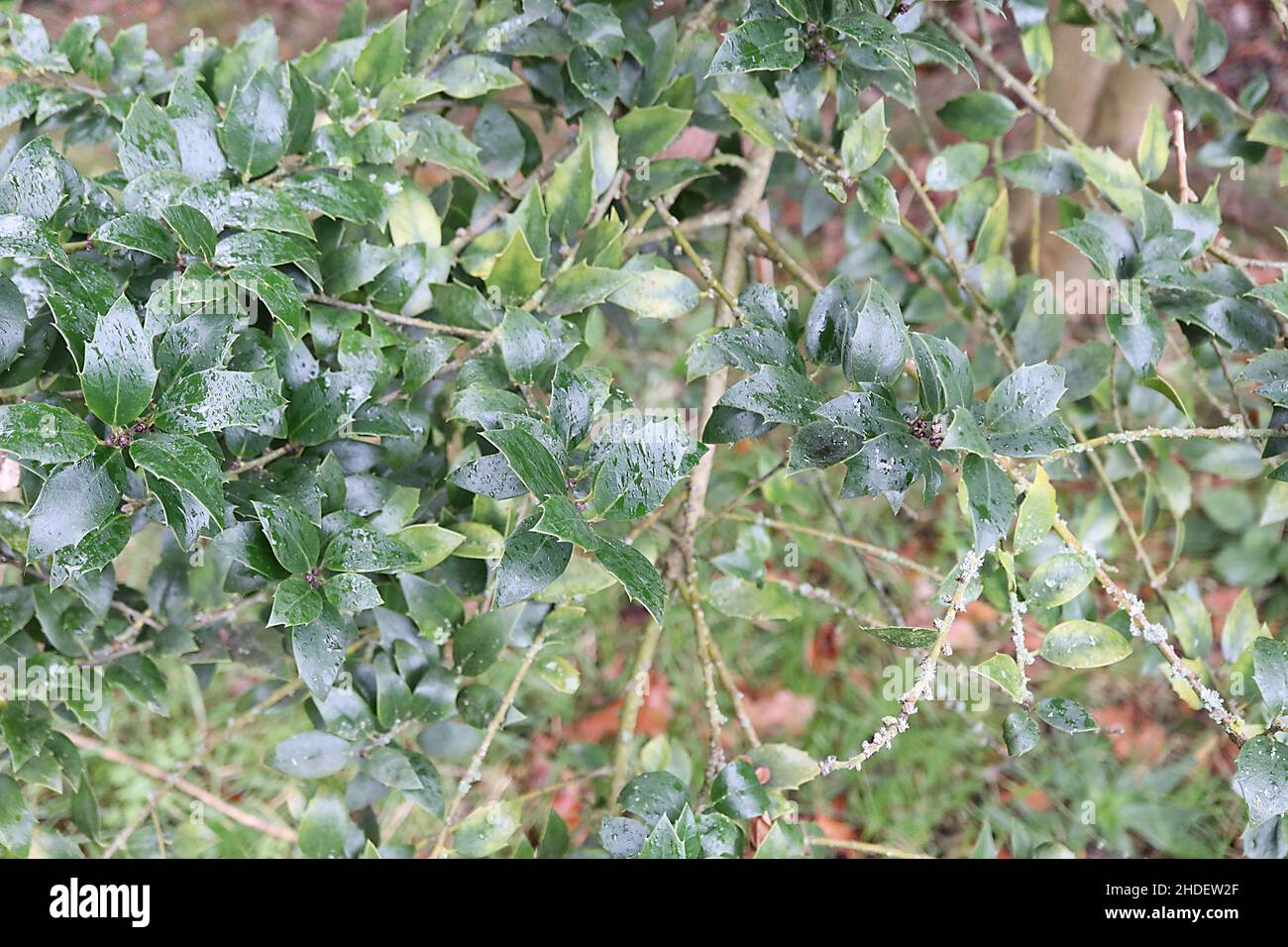 Ilex integra ‘Elegance’ holly Elegance – small glossy dark green leaves with spiny margins,  January, England, UK Stock Photo