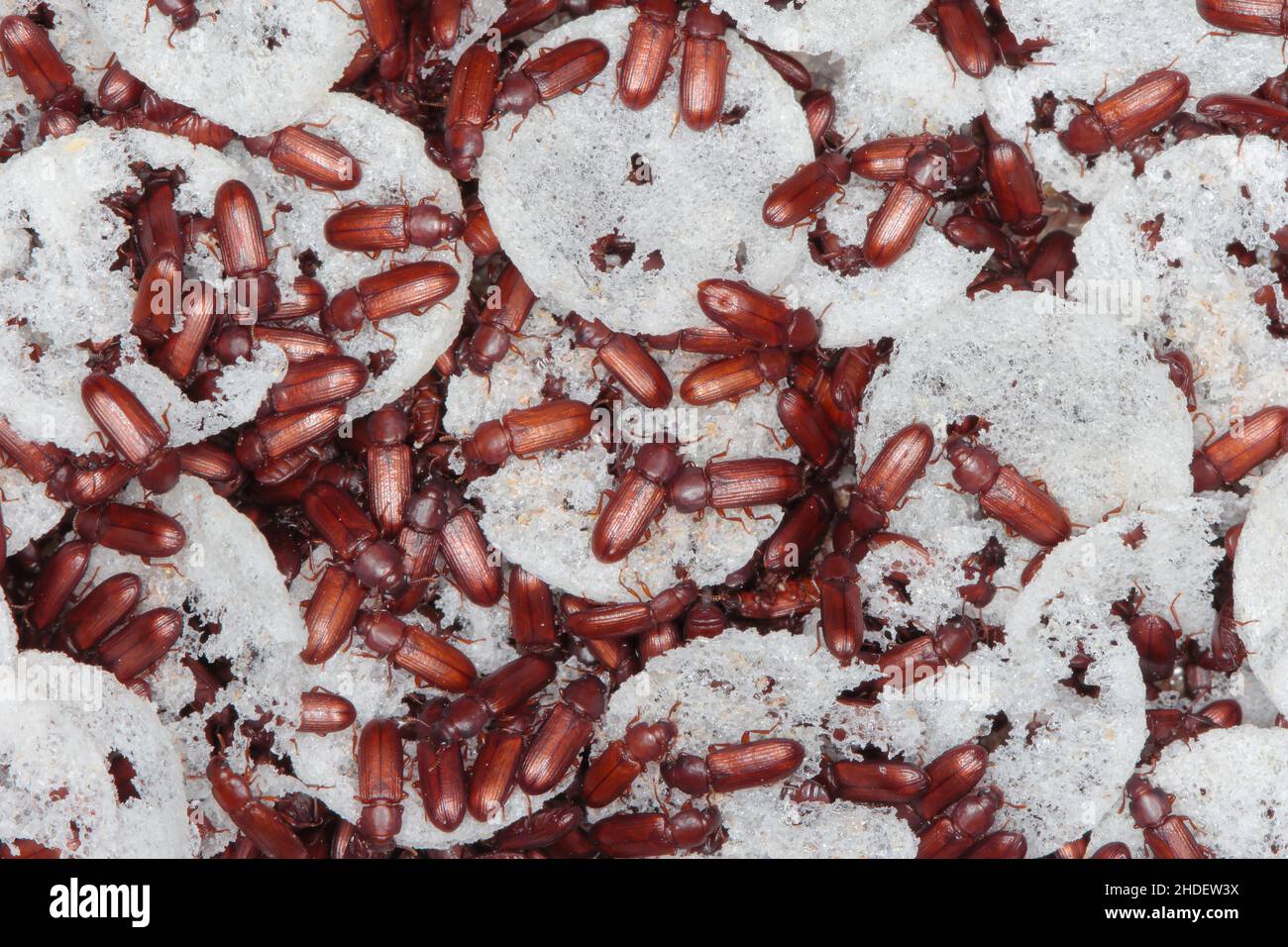 Beetles of confused flour beetle Tribolium confusum known as a flour beetle, a common pest of stored flour and grain Stock Photo