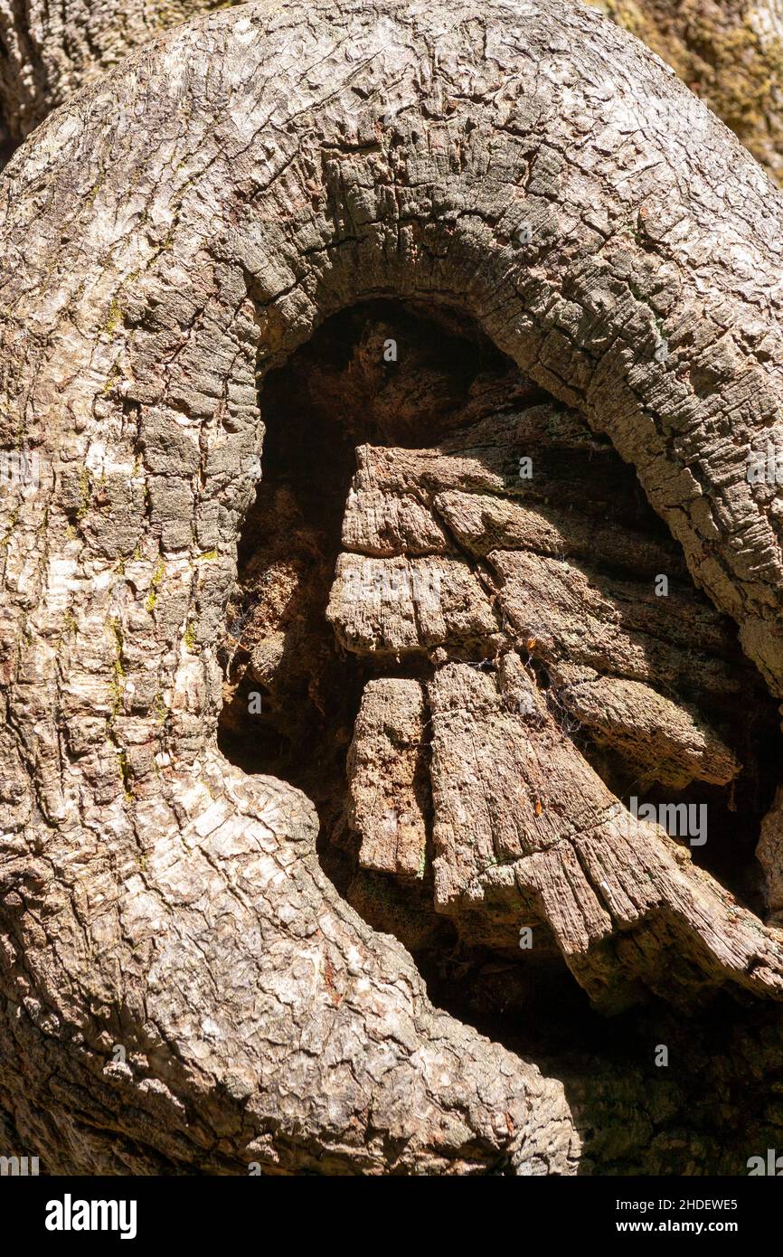 A close-up of the bark of a gnarled old oak tree (quercus) in the Lost Gardens of Heligan, Cornwall, UK Stock Photo