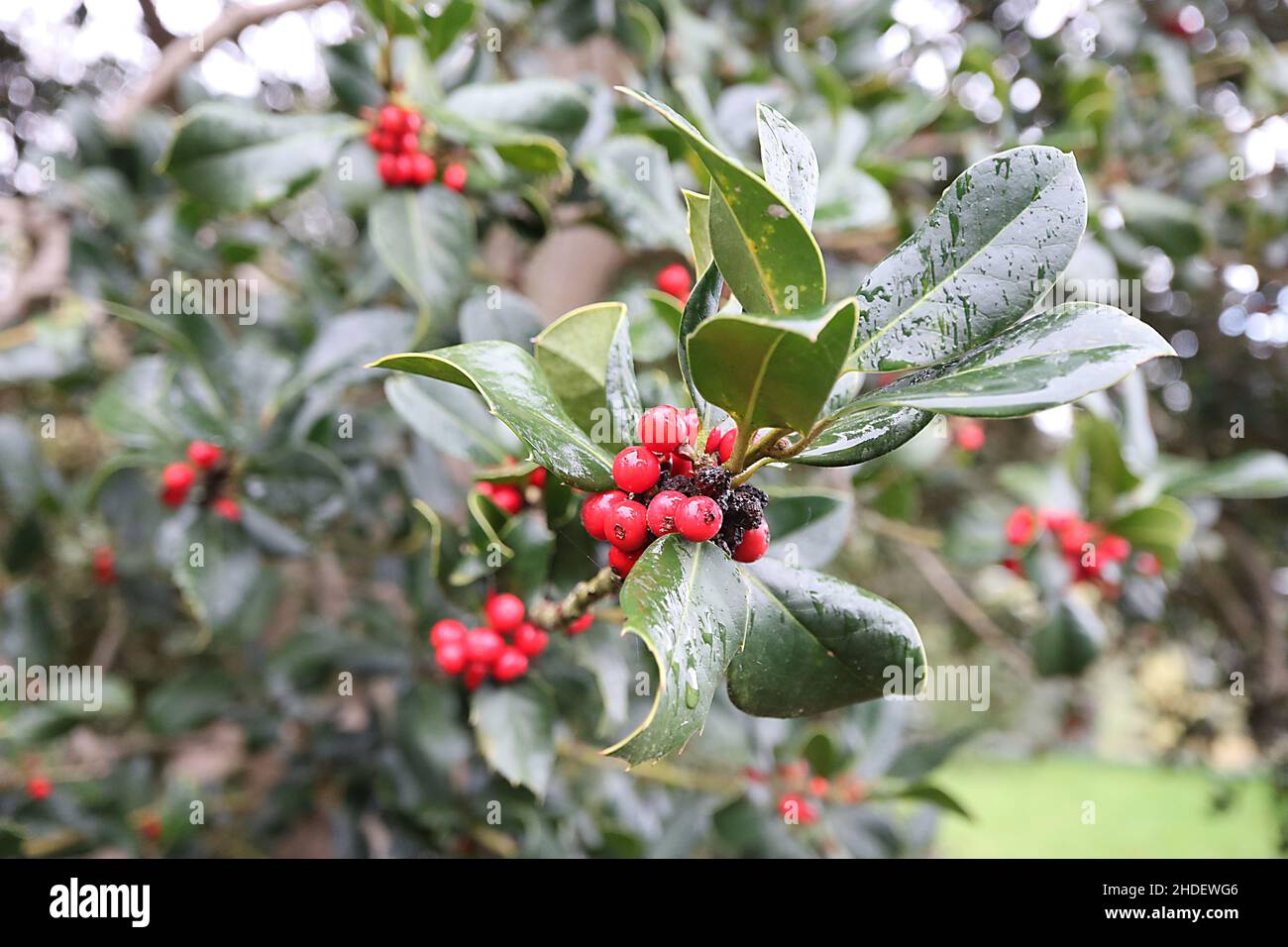 Ilex x altaclerensis ‘Hendersonii’ holly Hendersonii – dense clusters of red berries and glossy dark green leaves,  January, England, UK Stock Photo