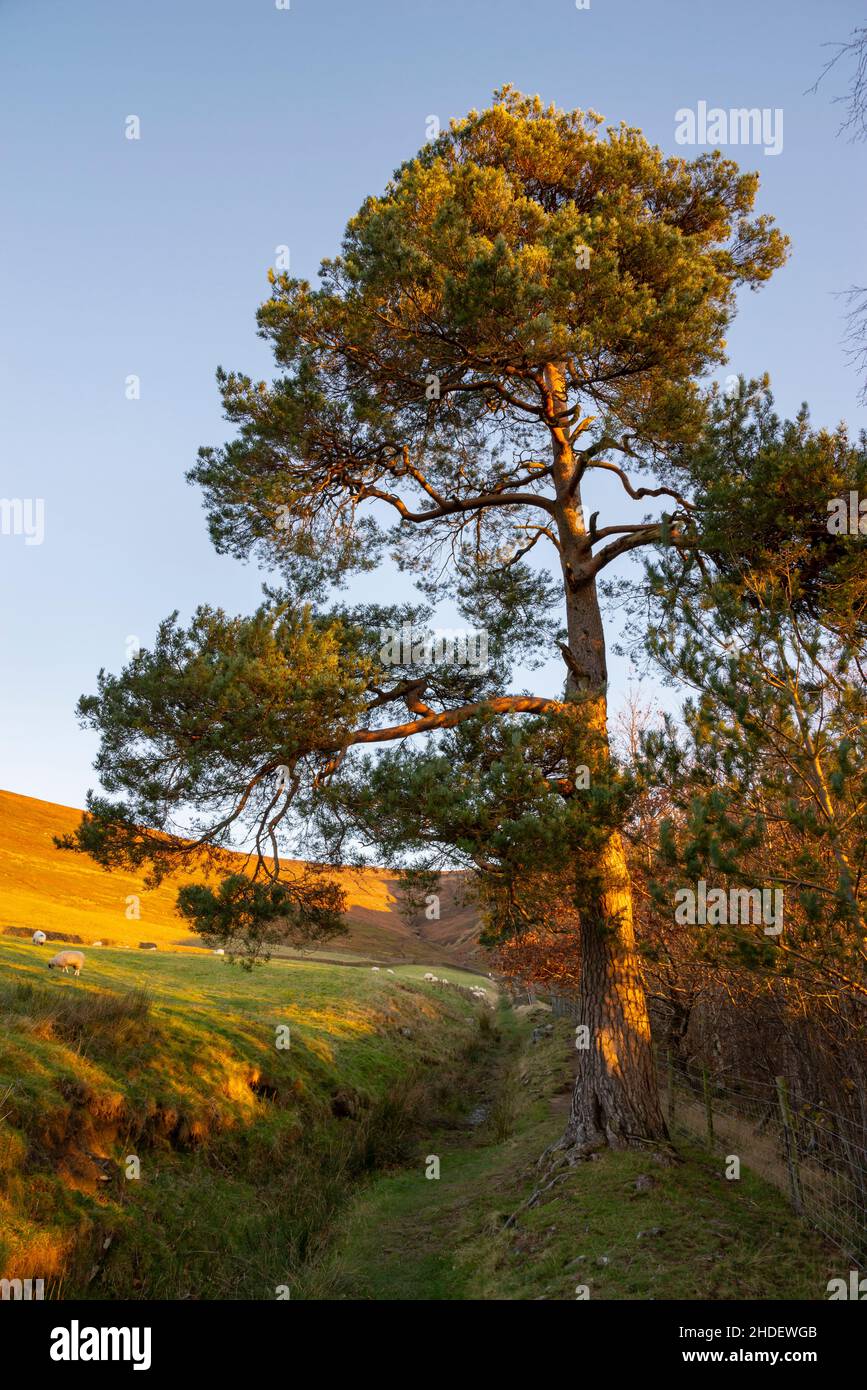 An old Scots Pine tree near Edale in the hills of the Peak District, Derbyshire, England. Stock Photo