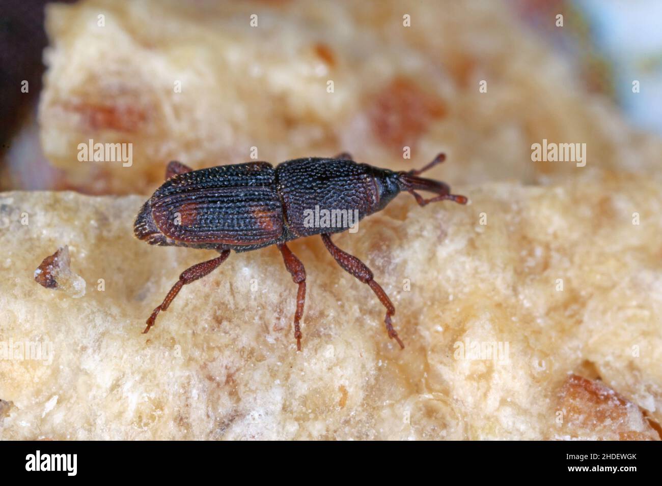 The rice weevil Sitophilus oryzae a stored product pest on damaged grain Stock Photo