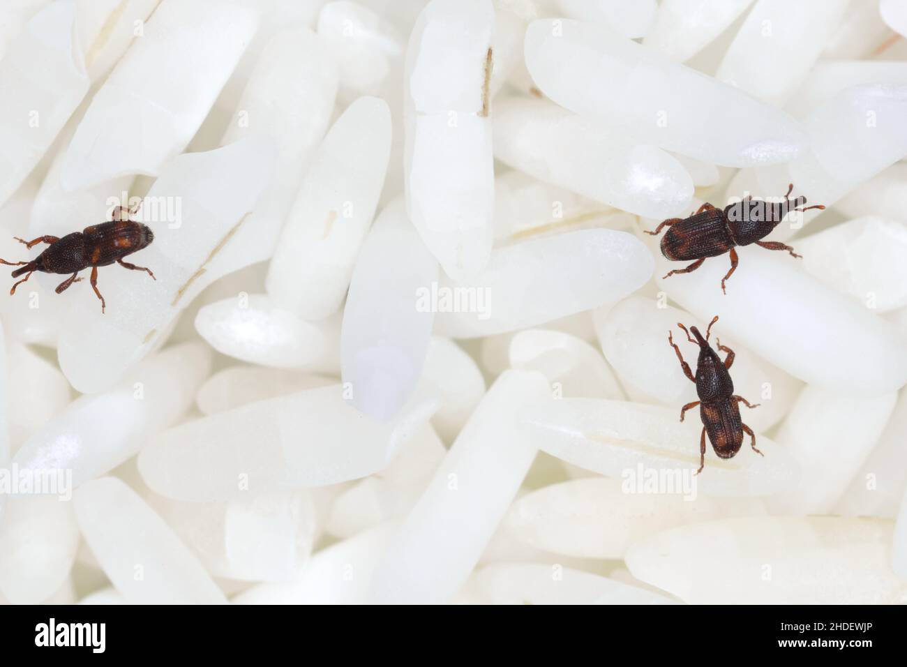 Close up of adults rice weevils (Sitophilus oryzae) on rice grains. Stock Photo