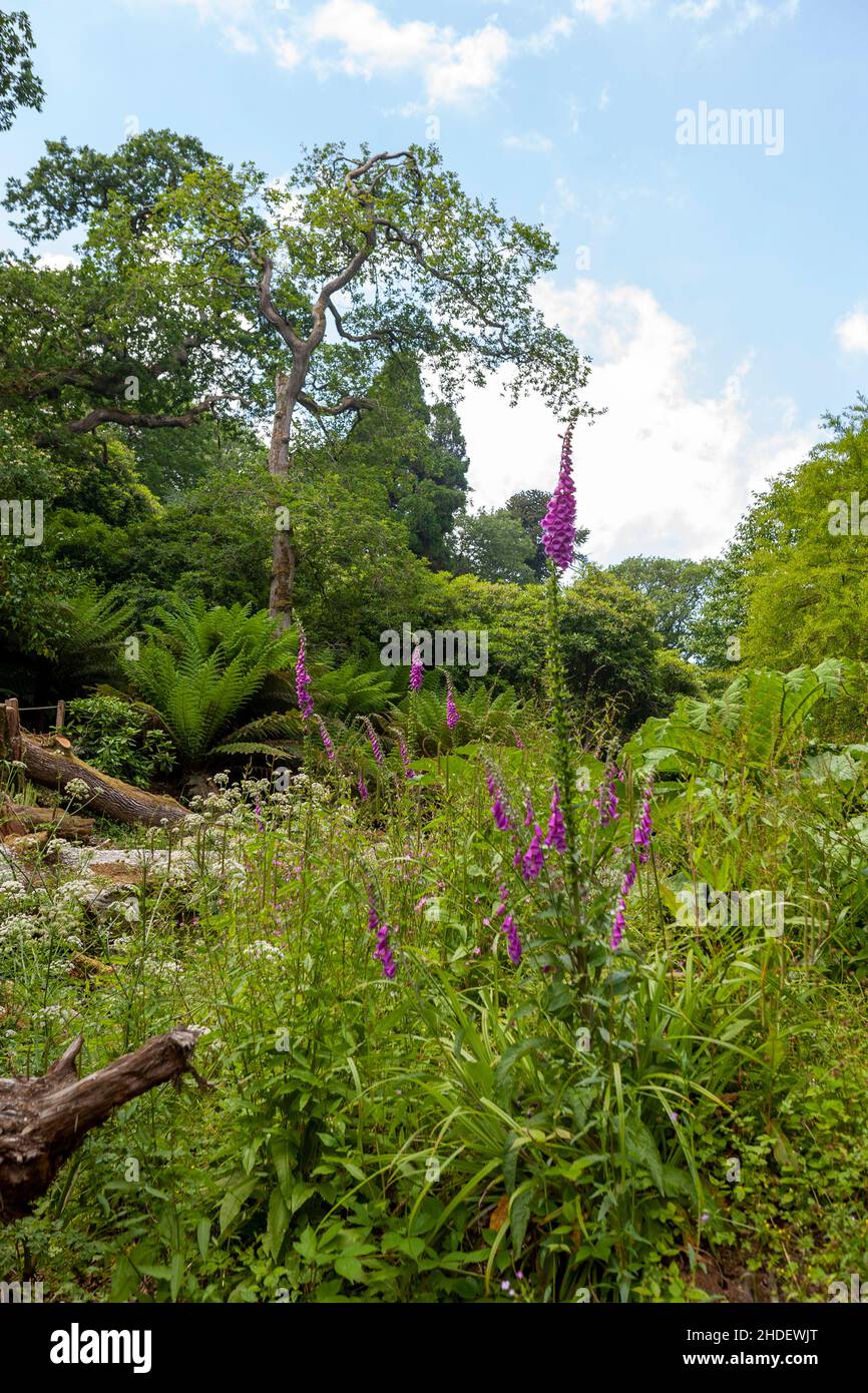 Common Foxglove (Digitalis purpurea) in the Lost Gardens of Heligan, Cornwall, UK Stock Photo