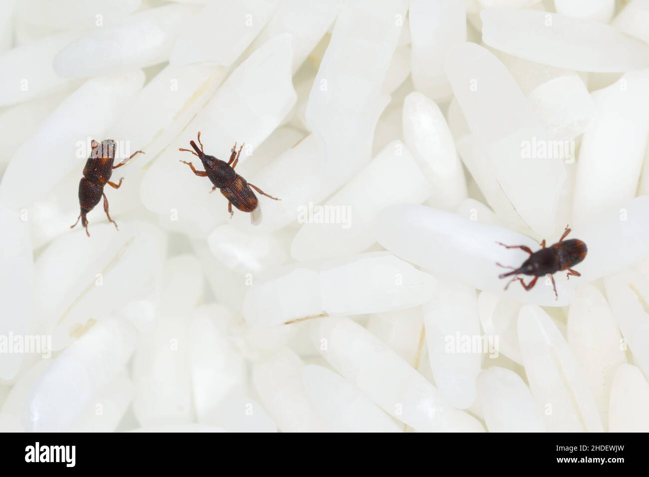 Close up of adults rice weevils (Sitophilus oryzae) on rice grains. Stock Photo