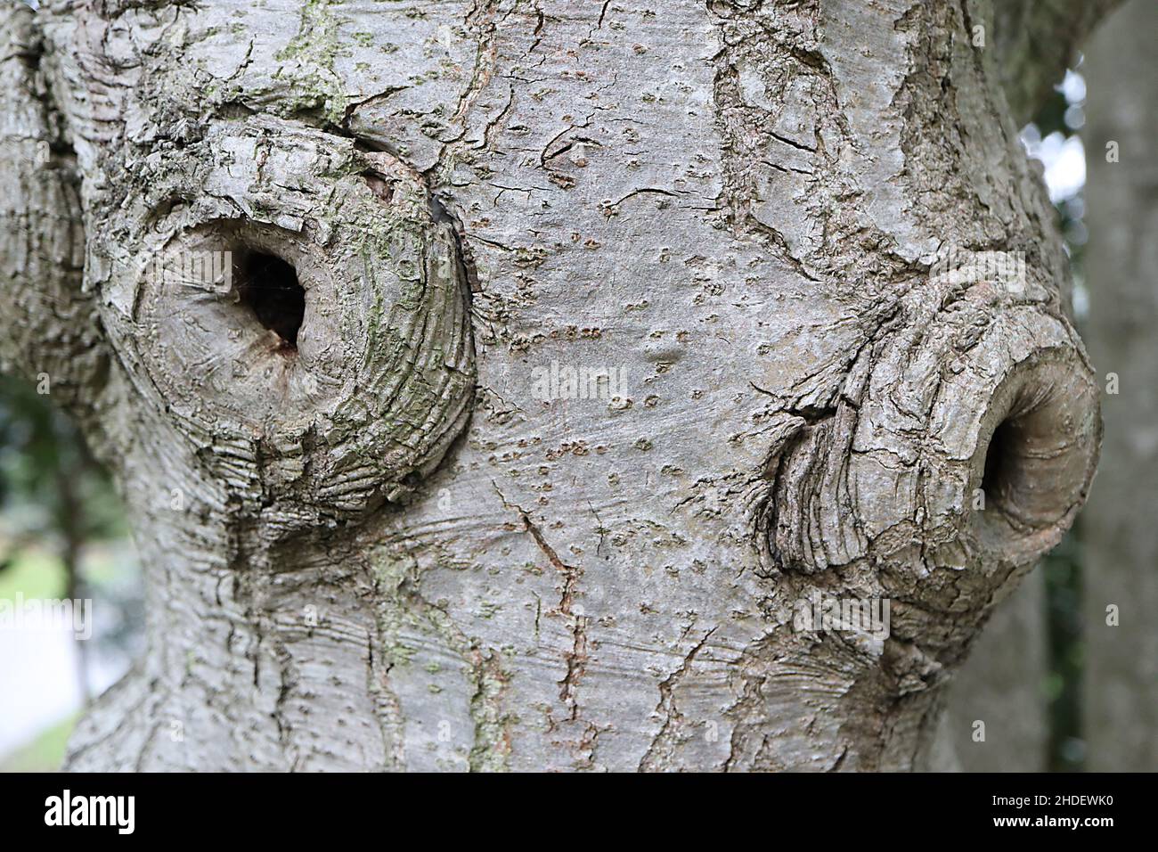 Ilex x altaclerensis ‘Hendersonii’ holly Hendersonii – buff grey bark with protruding circular whorls, January, England, UK Stock Photo