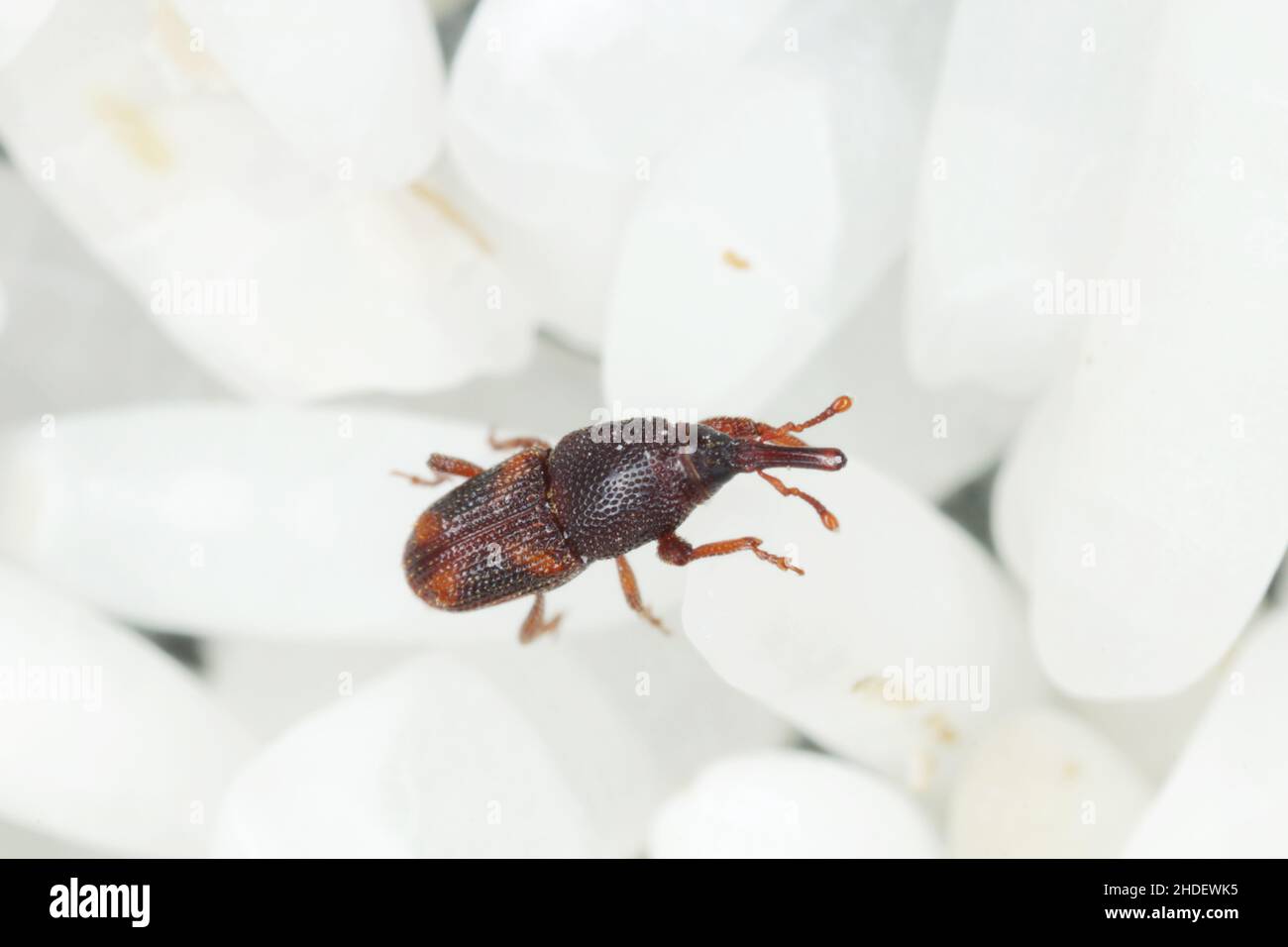 Close up of adults rice weevil (Sitophilus oryzae) on rice grains. Stock Photo