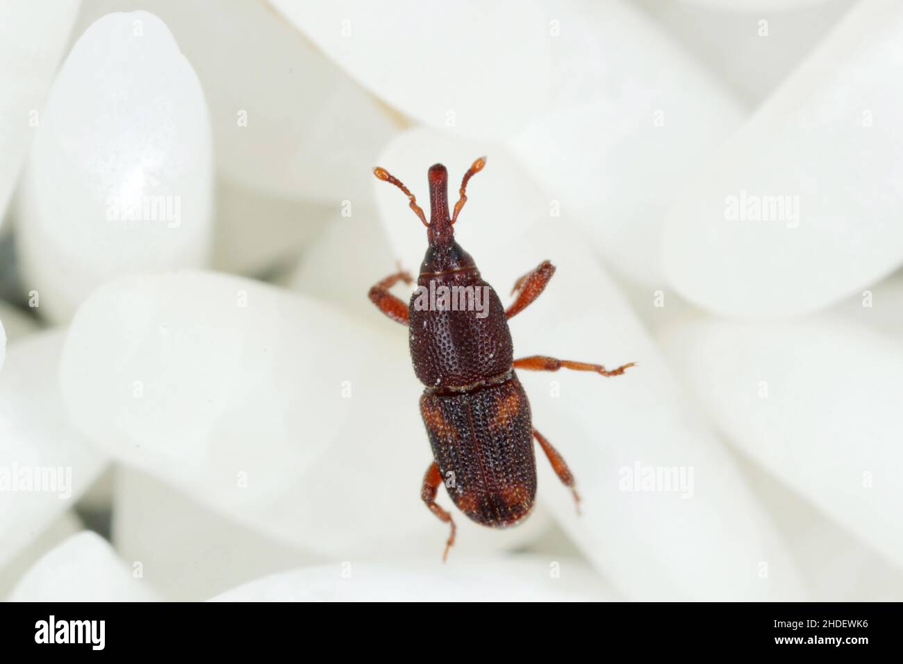 Close up of adults rice weevil (Sitophilus oryzae) on rice grains. Stock Photo
