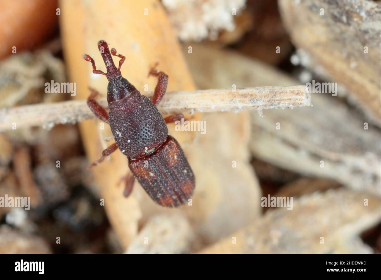 The rice weevil Sitophilus oryzae a stored product pest on damaged grain Stock Photo