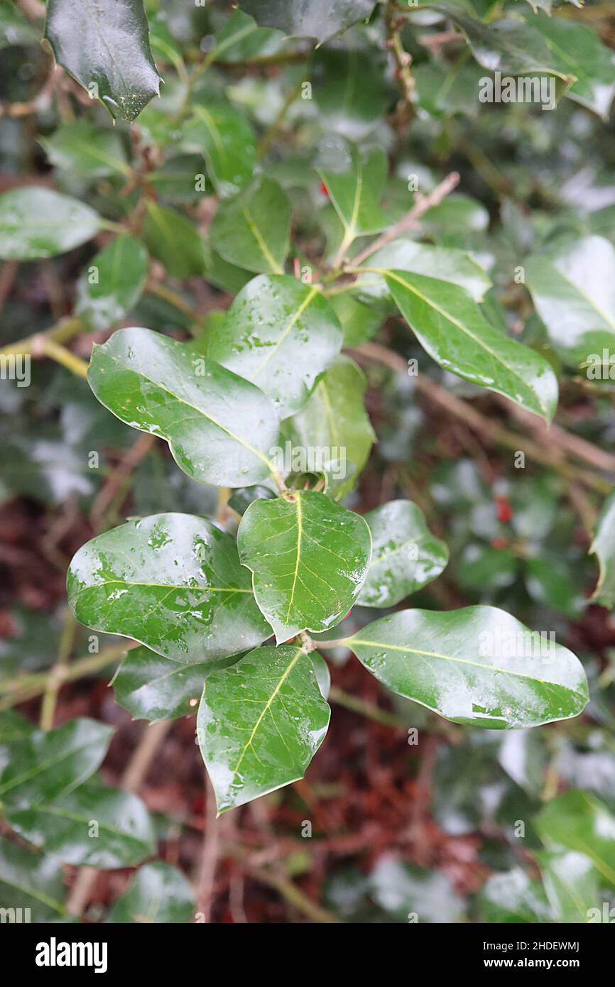 Ilex x altaclerensis ‘Platyphylla’ holly Platyphylla – ovate rich green leaves with yellow midrib and faint yellow veins,  January, England, UK Stock Photo