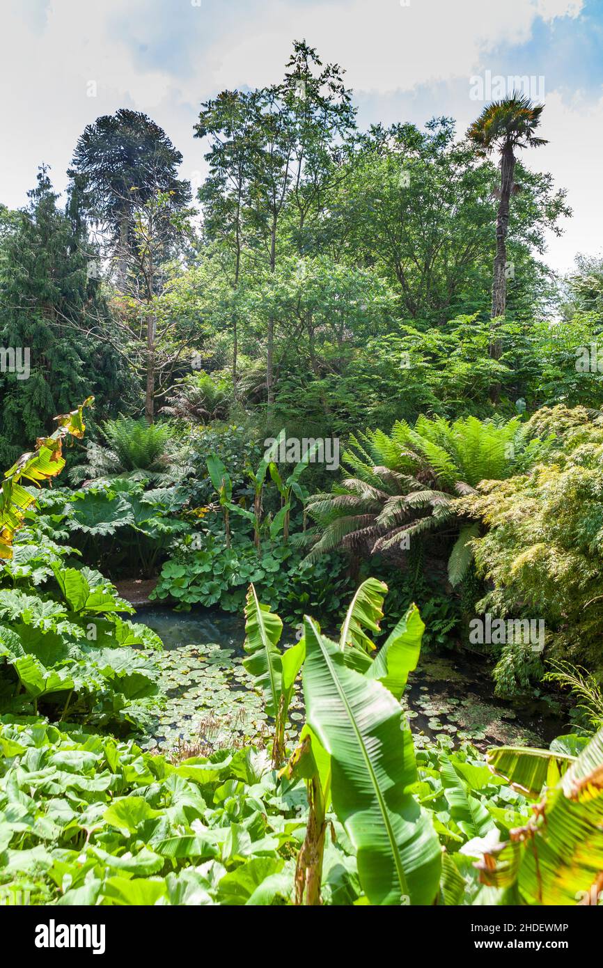 A waterlily-covered pool in an area known as the Jungle, Lost Gardens of Heligan, Cornwall, UK Stock Photo