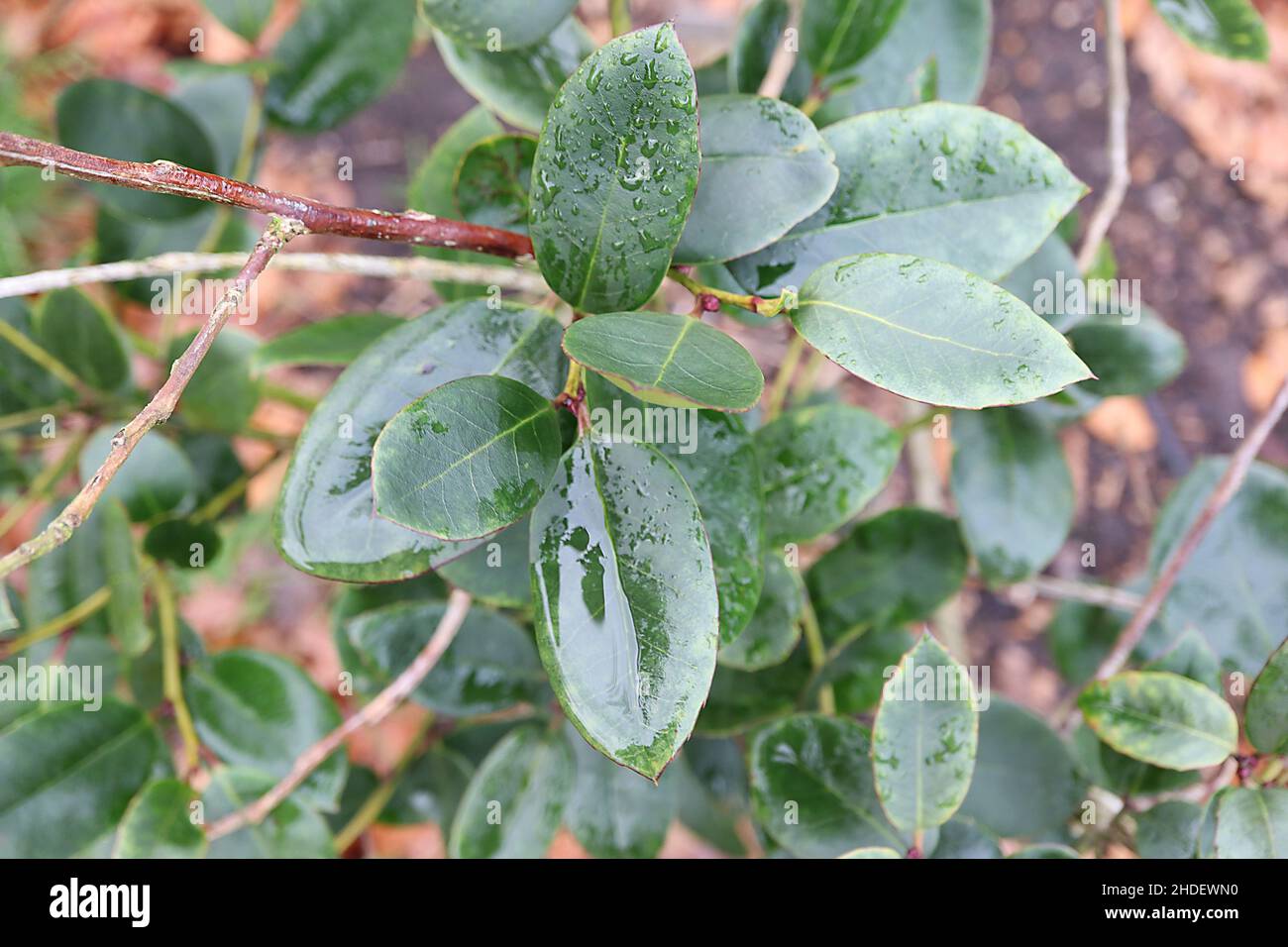Ilex x beanii beanii holly - rich green leaves with red outline margins,  January, England, UK Stock Photo