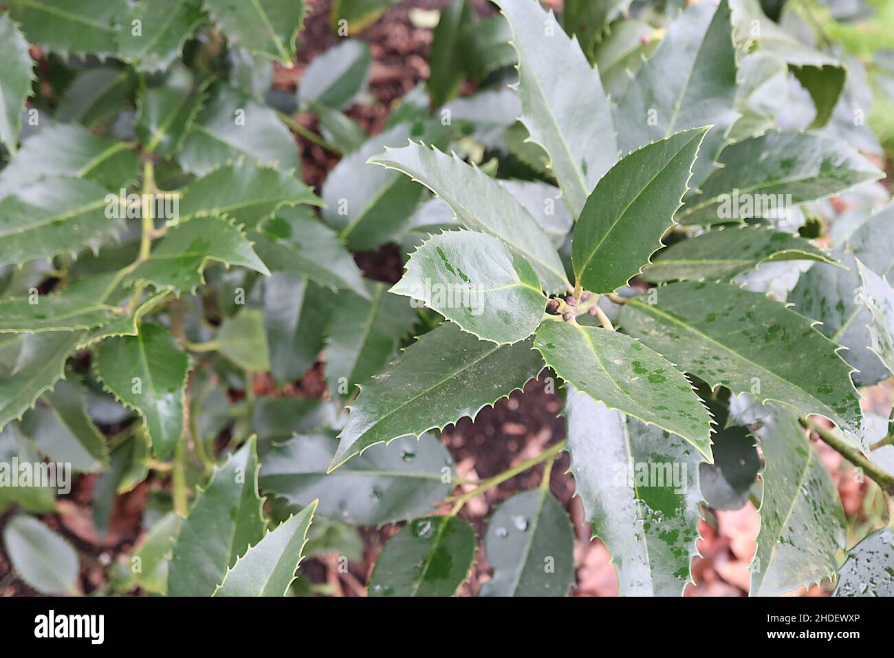 Ilex x koehneana ‘Chestnut Leaf’ holly Chestnut Leaf – dark green chestnut-like leaves with evenly spaced spiny margins,  January, England, UK Stock Photo