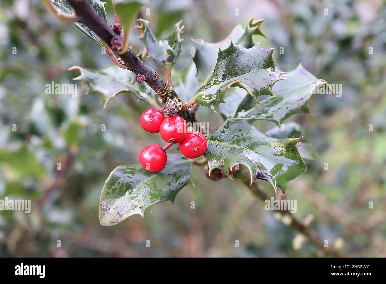 Ilex x meserveae Conang holly Blue Angel – red berries and glossy twisted dark green spiny leaves,  January, England, UK Stock Photo