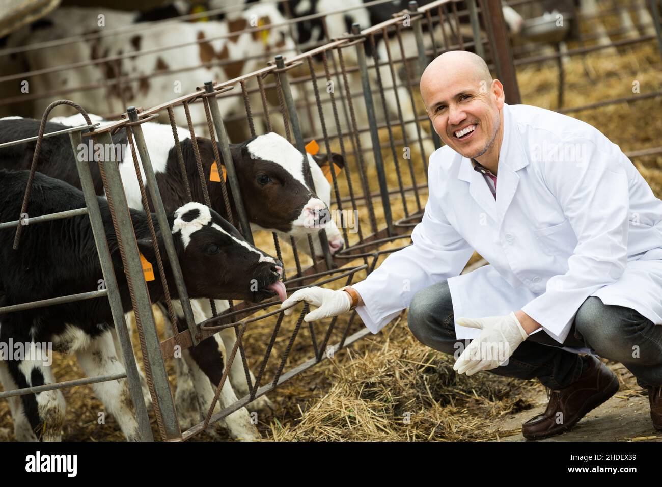 veterinary technician taking care of calves Stock Photo