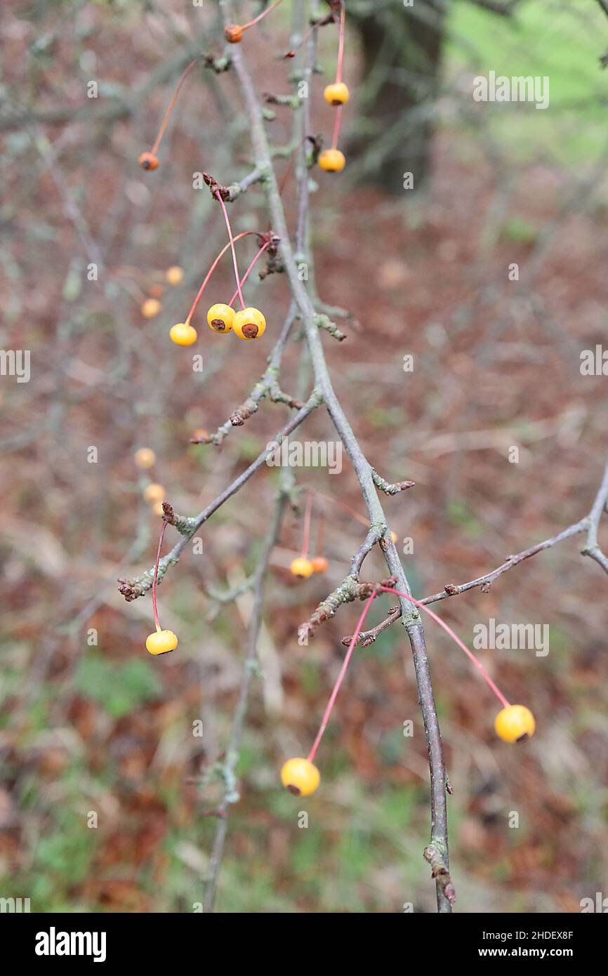 Malus sieboldii Toringo crabapple – tiny orange fruit on long red leaf axil, bare branches,  January, England, UK Stock Photo