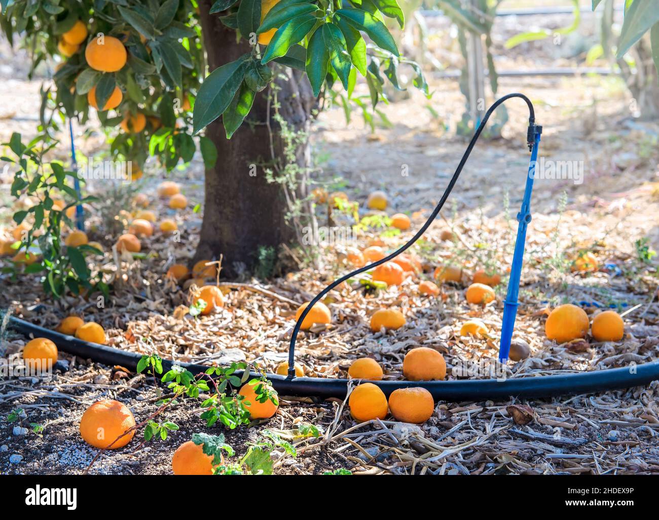 Drip irrigation under a tree with tangerine fruits in citrus orchard