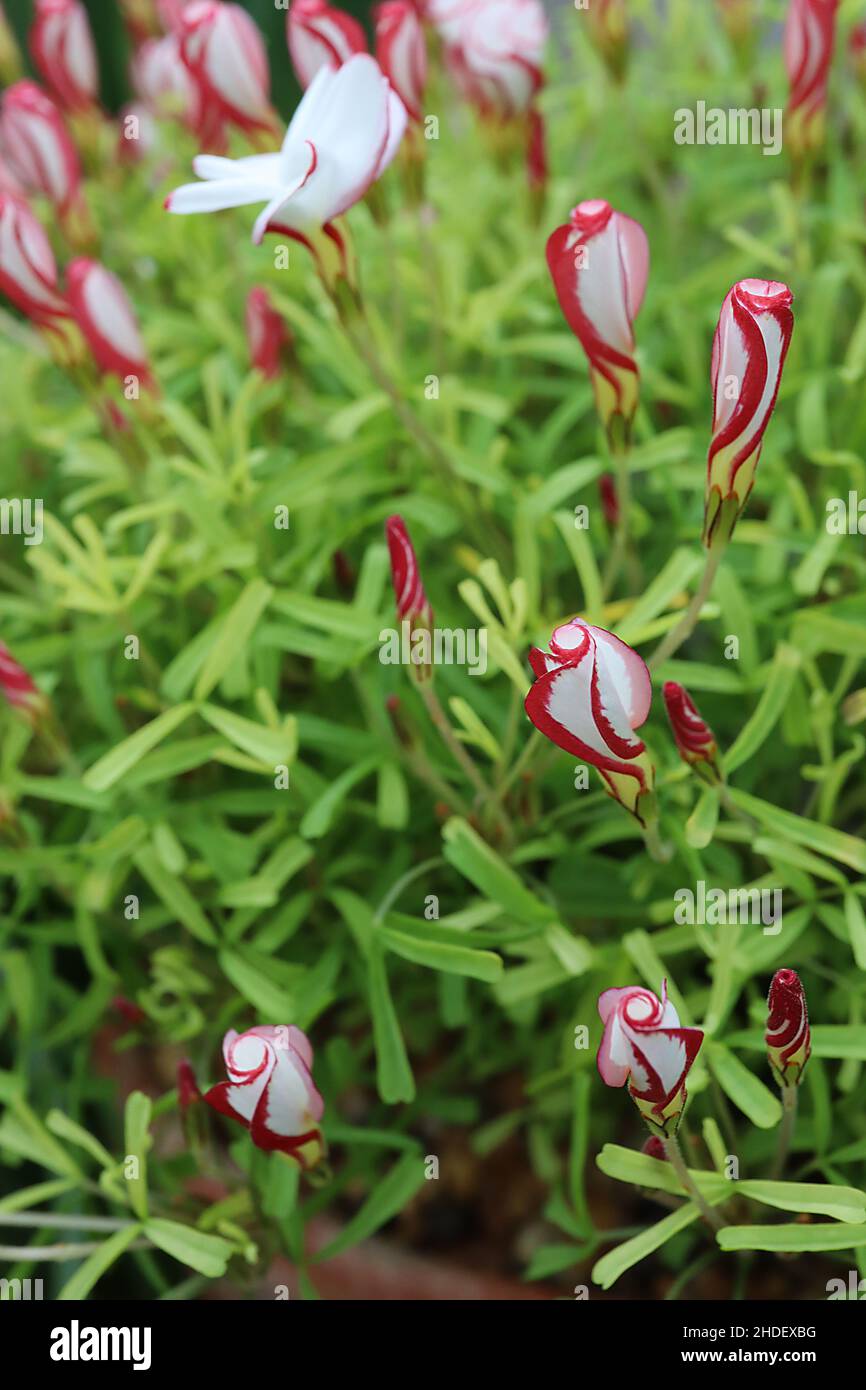 Oxalis versicolor candy cane sorrel – rolled up tubular white flowers with crimson margins, elongated notched bright green leaflets,  January, England Stock Photo