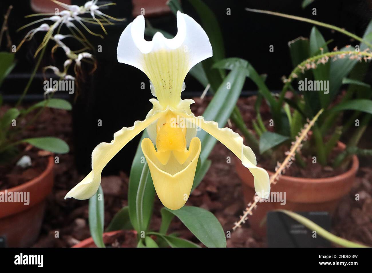 Paphiopedilum insigne var. sanderae yellow Asian slipper orchid – pale yellow upper bract with white margin, pale yellow petals wavy margins, Stock Photo