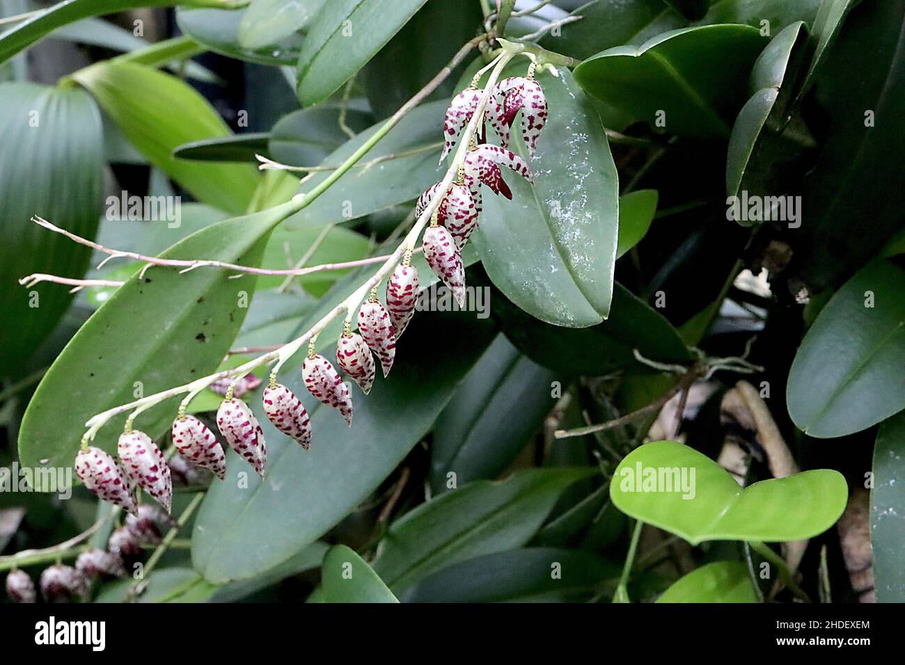 Pleurothallis restrepioides raceme of small bell-shaped white flowers with purple speckles, January, England, UK Stock Photo