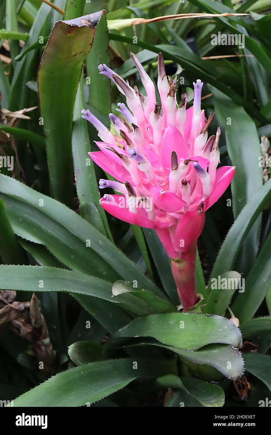 Portea grandiflora tubular white flowers with violet purple tips surrounded by deep pink bracts,  January, England, UK Stock Photo