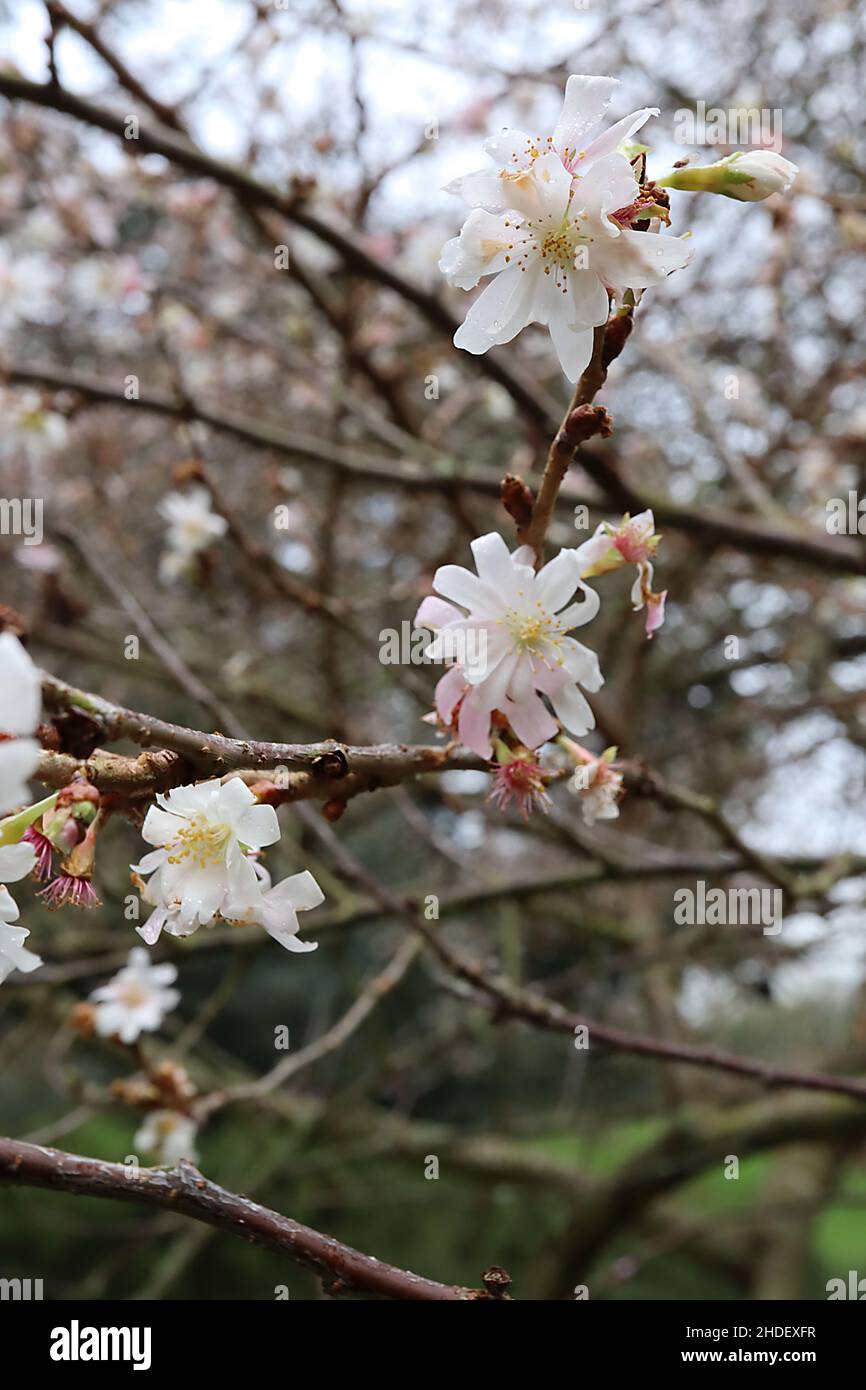 Prunus x subhirtella ‘Autumnalis Rosea’ winter-flowering cherry – semi-double shell pink flowers and bare branches, January, England, UK Stock Photo
