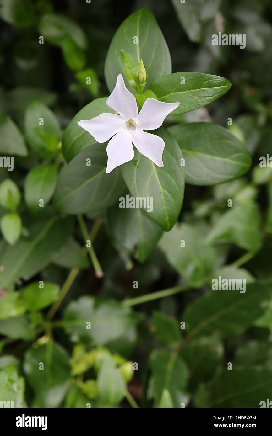 Vinca major ‘Alba’ greater white periwinkle - white star-shaped flowers and green ovate leaves, January, England, UK Stock Photo