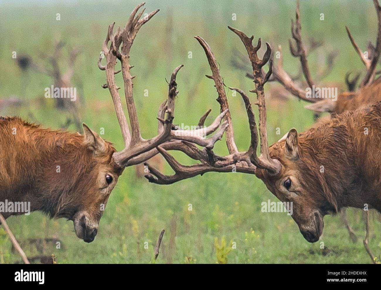 Beijing, China's Hubei Province. 17th May, 2021. Milu deer, also known as Pere David's deer, wander at a national nature reserve in Shishou, central China's Hubei Province, May 17, 2021. Credit: Xiao Yijiu/Xinhua/Alamy Live News Stock Photo