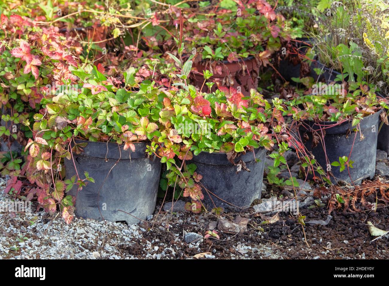 Strawberry bushes in pots are for sale, closeup. Strawberry seedlings in containers on sale in garden store in spring. Stock Photo