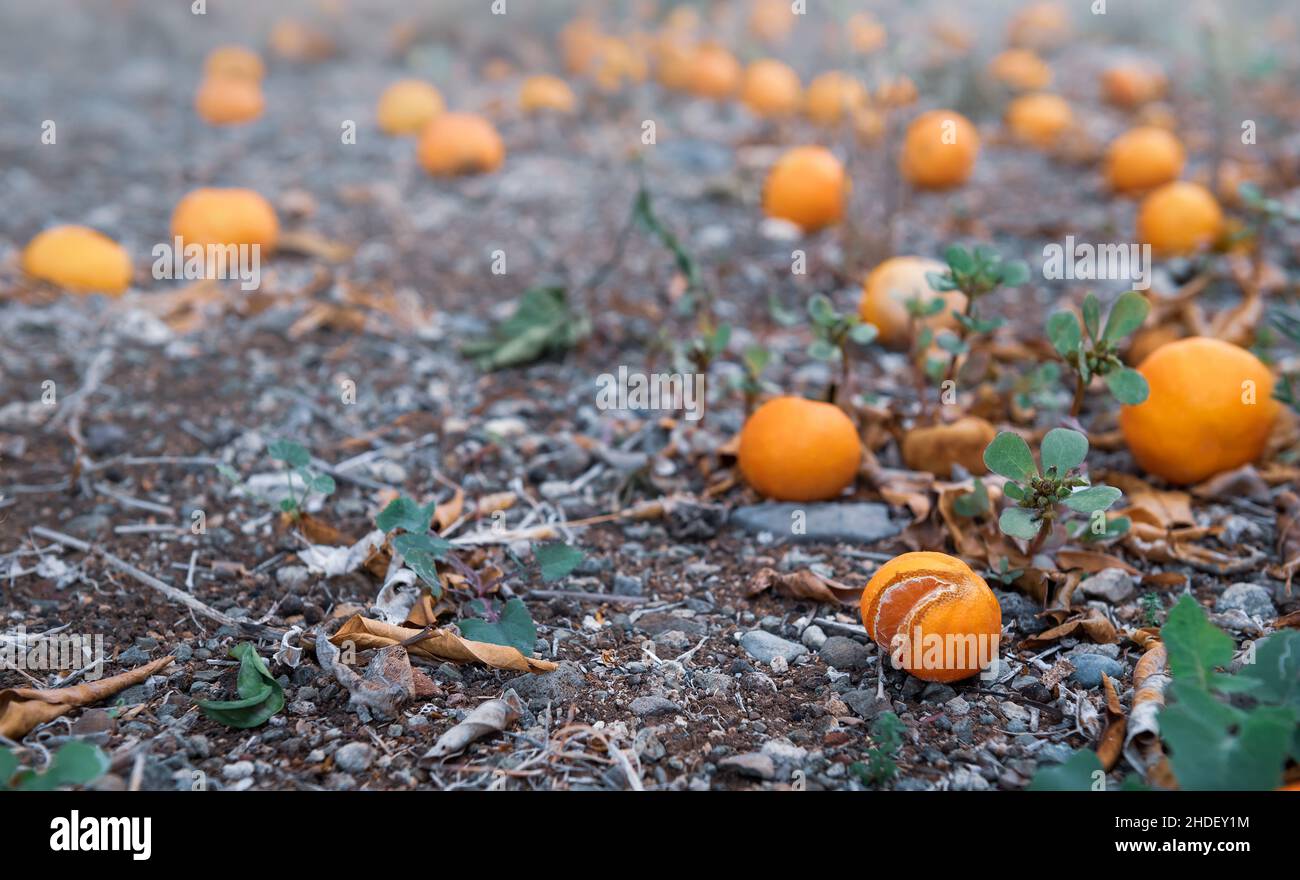 Ripe tangerine fruits on a ground in citrus orchard Stock Photo