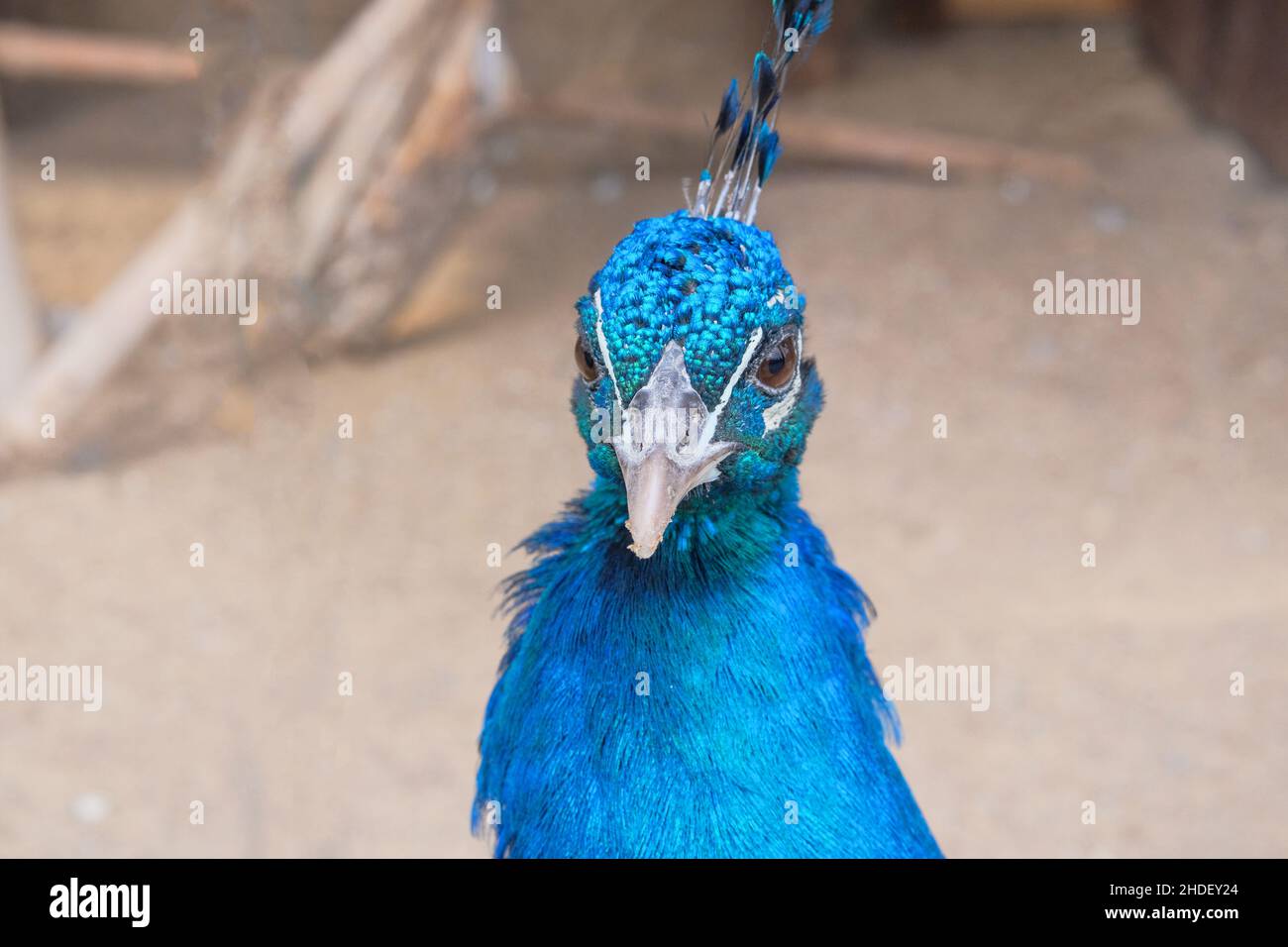 Portrait of blue peafowl that lives in the zoo. Bright exotic bird, close up. Stock Photo