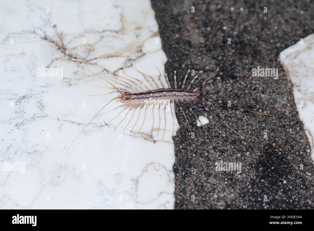 Scutigera coleoptrata on wall. The Flycatcher. Centipede flycatcher insect predator. Stock Photo