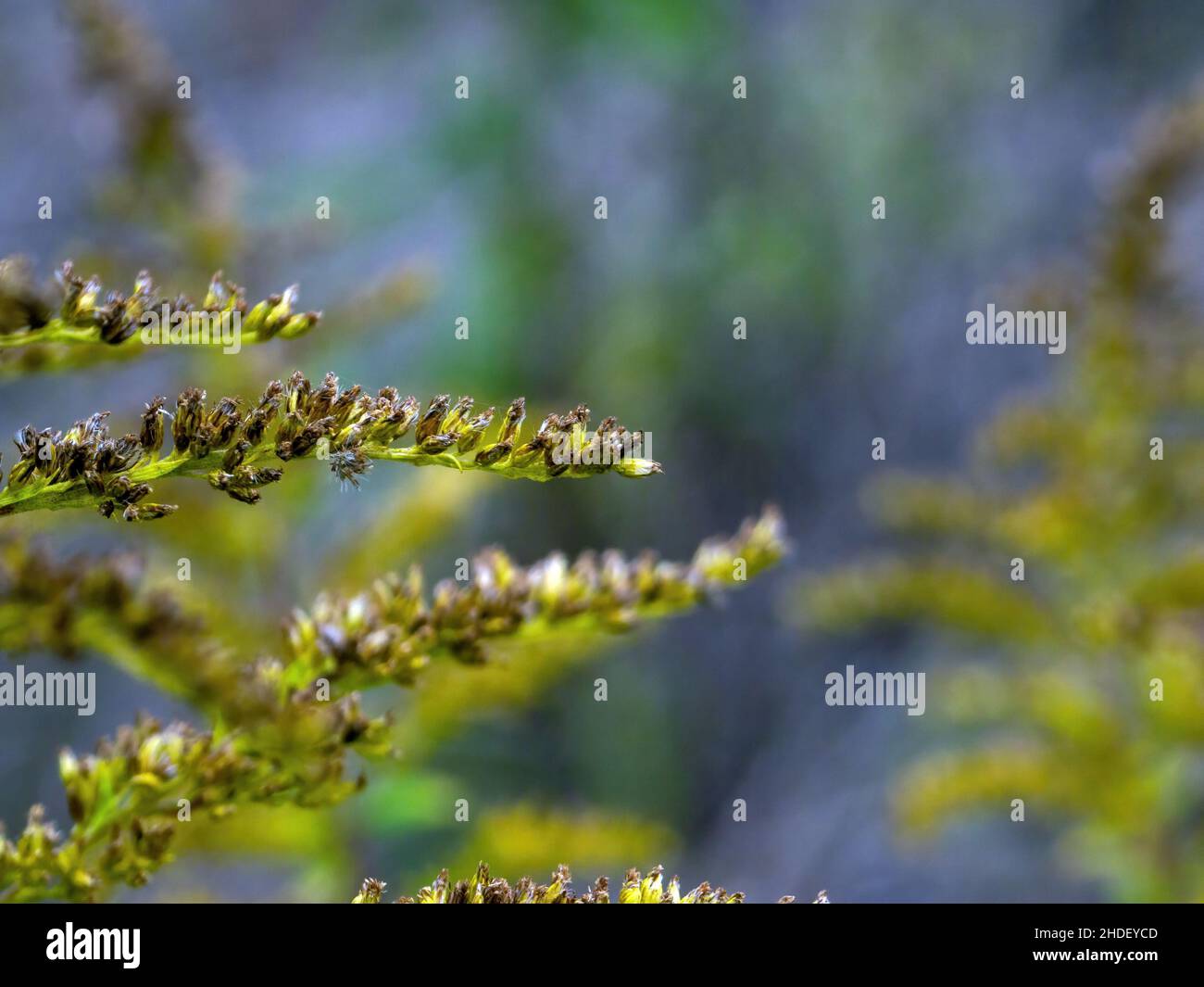 Green grass lawn wild flowers hi-res stock photography and images - Alamy