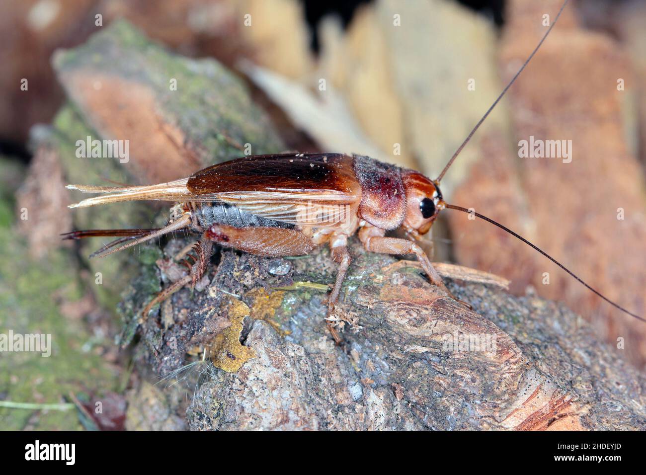 Close up House cricket (Acheta domestica). Eat bugs and eating insects as exotic cuisine and alternative high protein nutrition food as a cricket. Stock Photo
