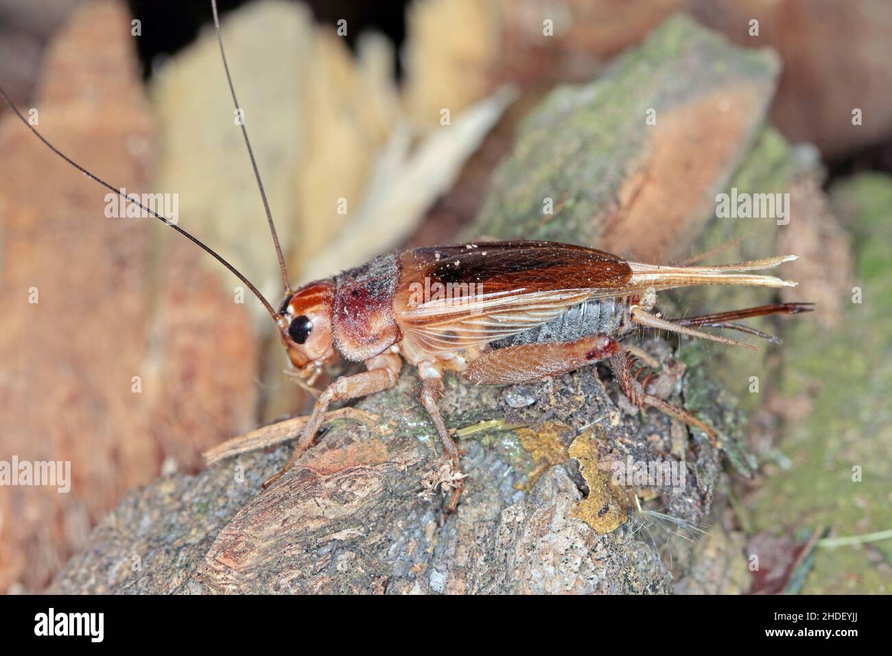 Close up House cricket (Acheta domestica). The pest is often found in homes. Stock Photo