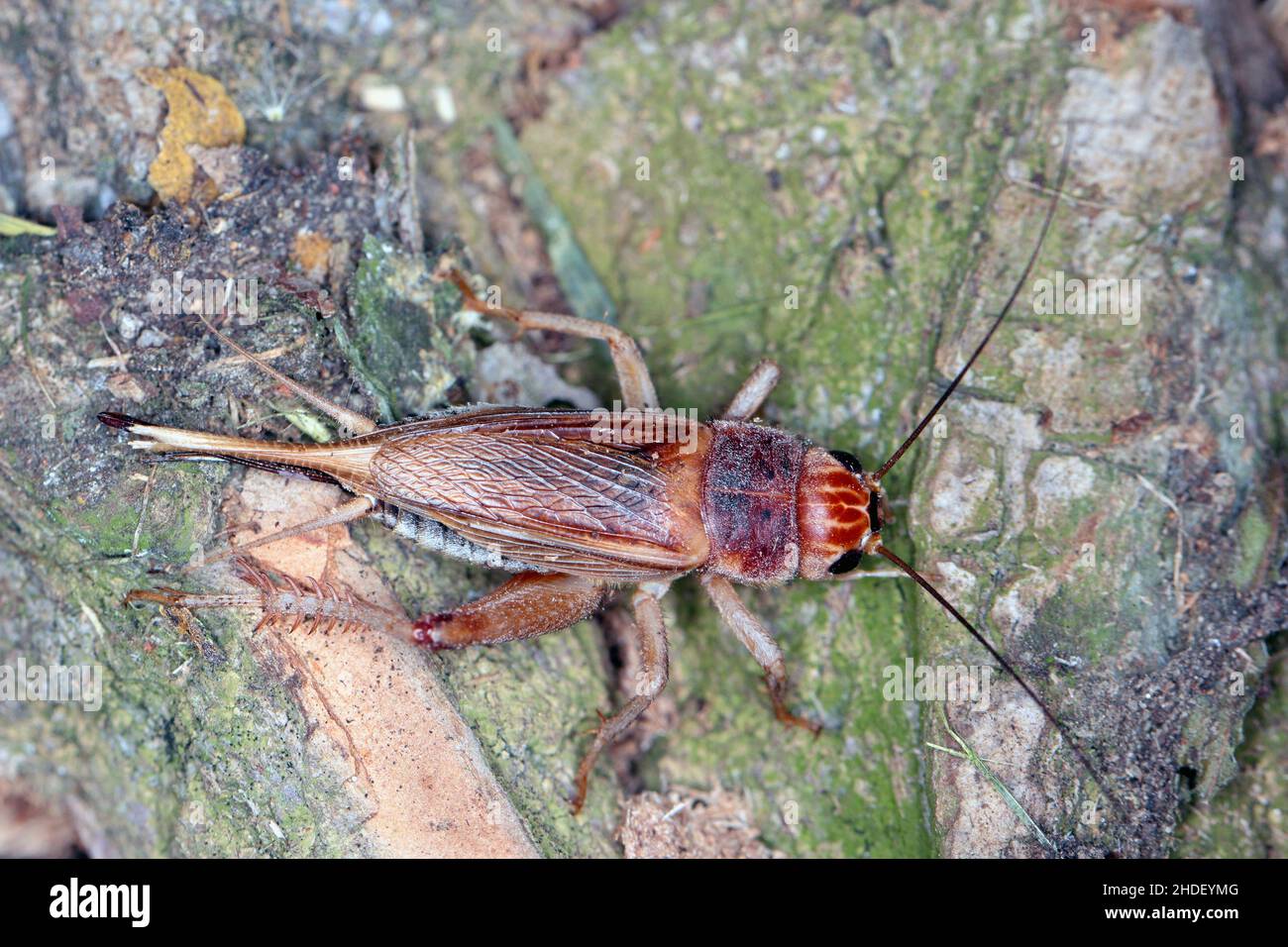 Close up House cricket (Acheta domestica). The pest is often found in homes. Stock Photo