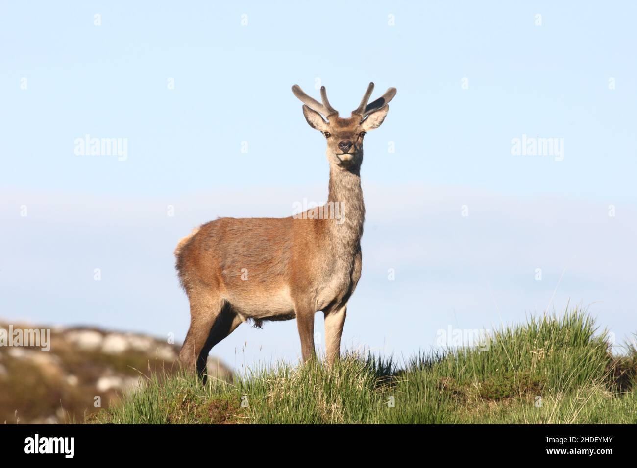 This stag is a few years short of being the apex stag but still is growing antlers and will be aware of the rut in the Autumn. Stock Photo