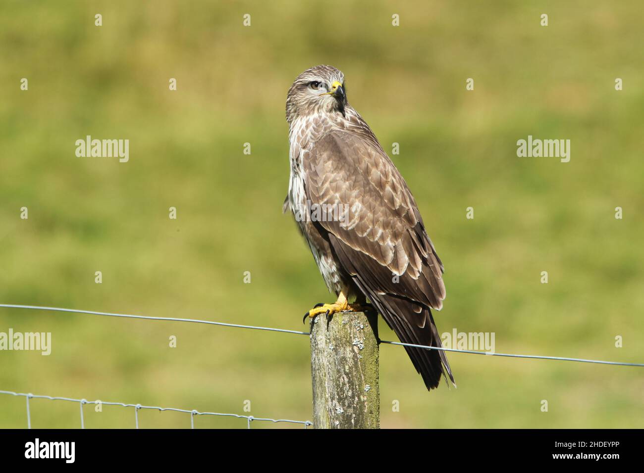 Native Uk Raptor A raptor that is now the most common in the UK following rapid ...