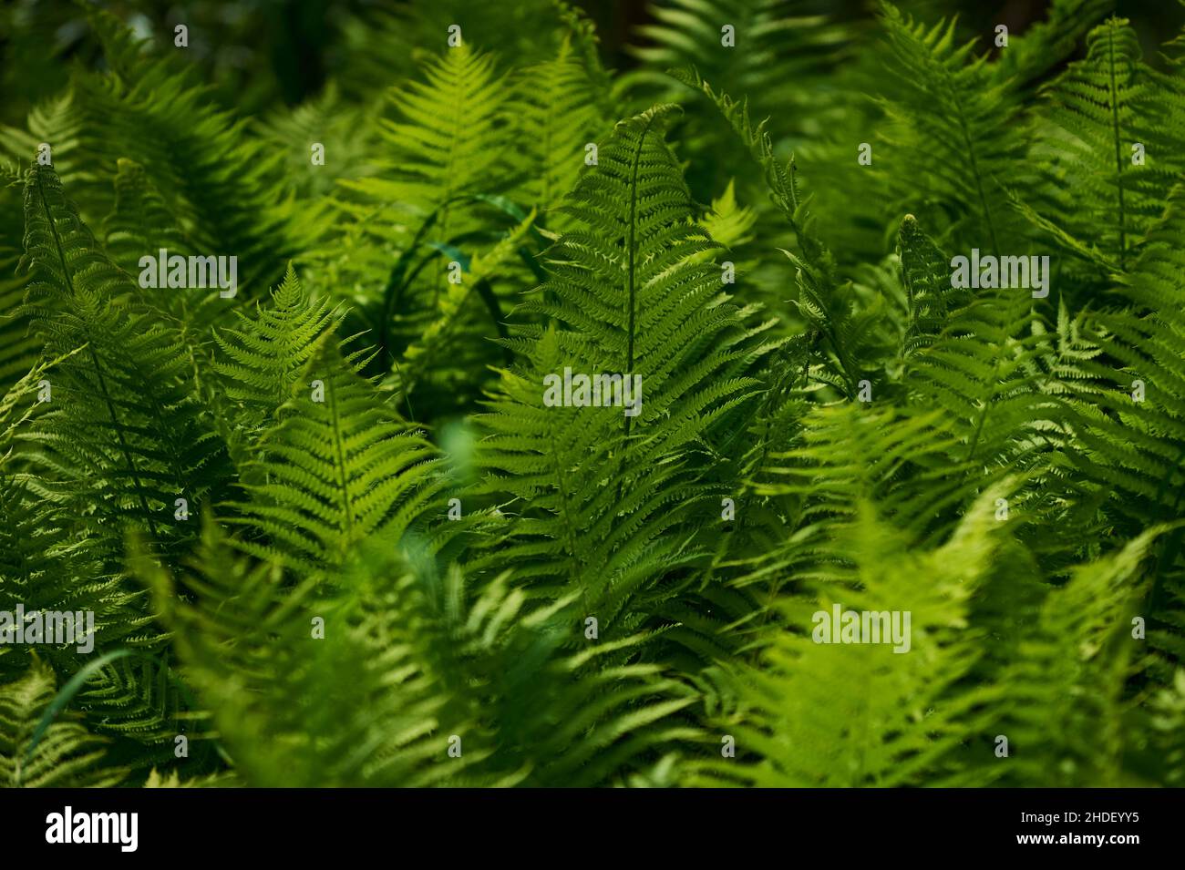 Tuber ladder ferns hi-res stock photography and images - Alamy