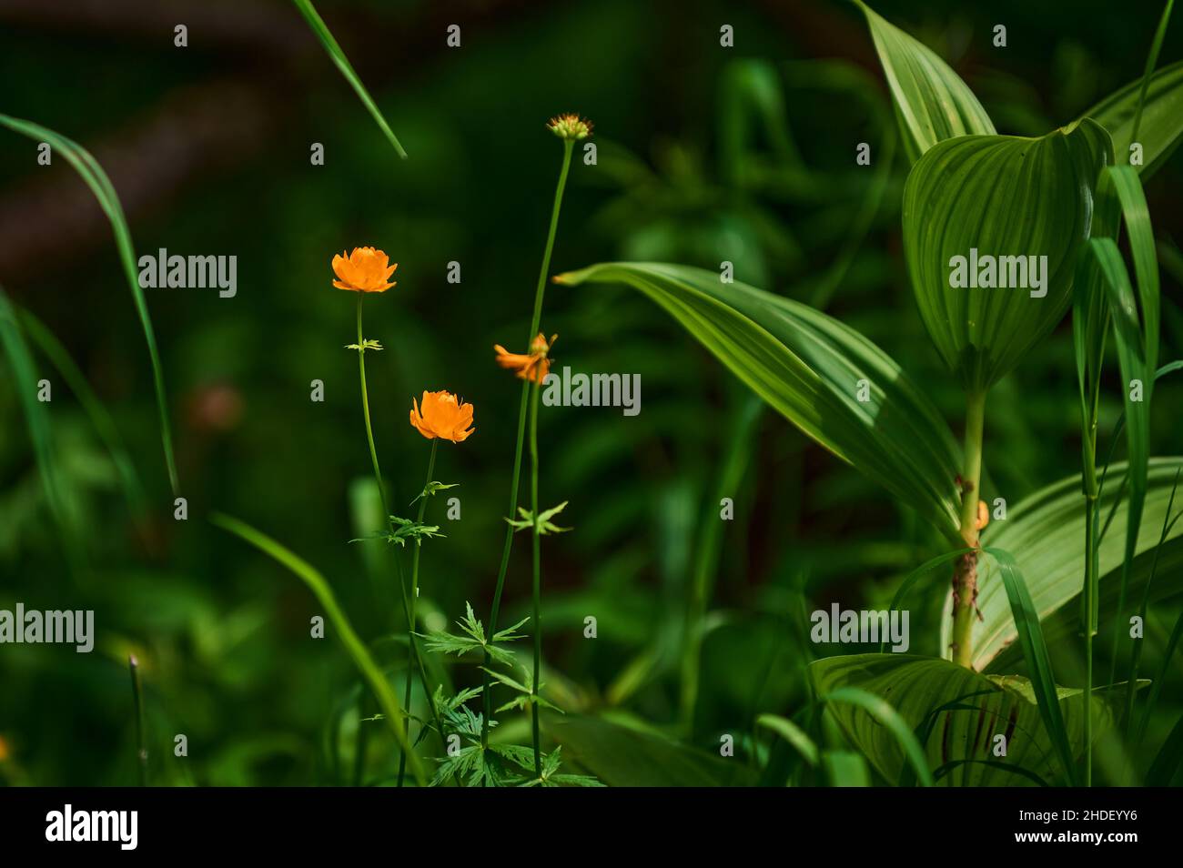 Rannculus acris. Field, forest plant. Flower bed, beautiful gentle plants. Sunny summer day. Yellow flowers. Buttercup is a caustic, common type of bu Stock Photo
