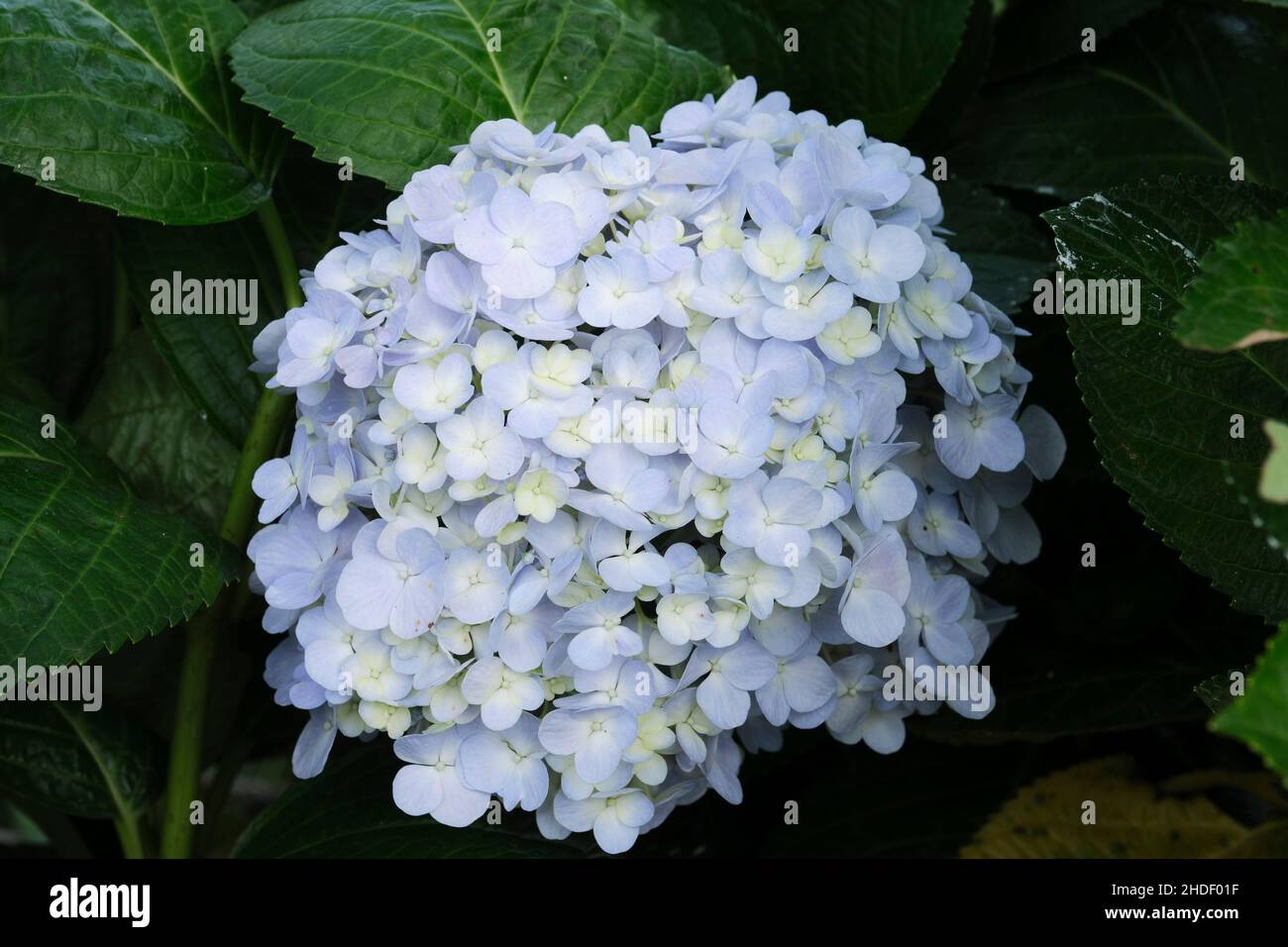 Hydrangea macrophylla white border hi-res stock photography and images ...