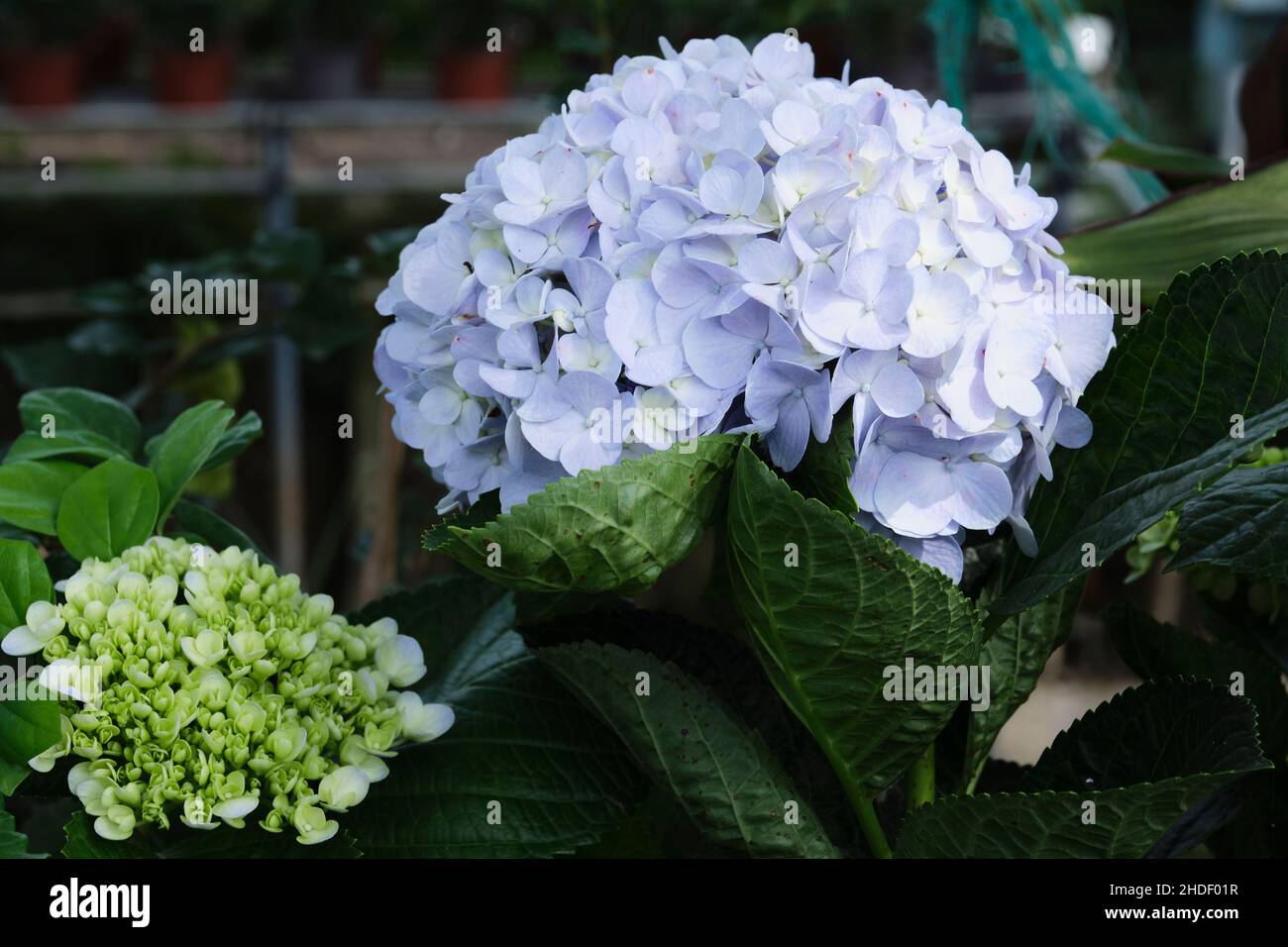 Hydrangeas, very beautiful and vibrant flowers Stock Photo - Alamy