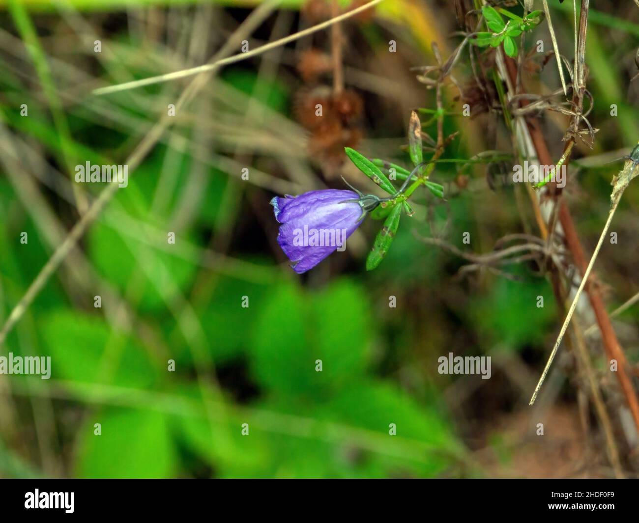 bellflower in the grass in the forest Stock Photo