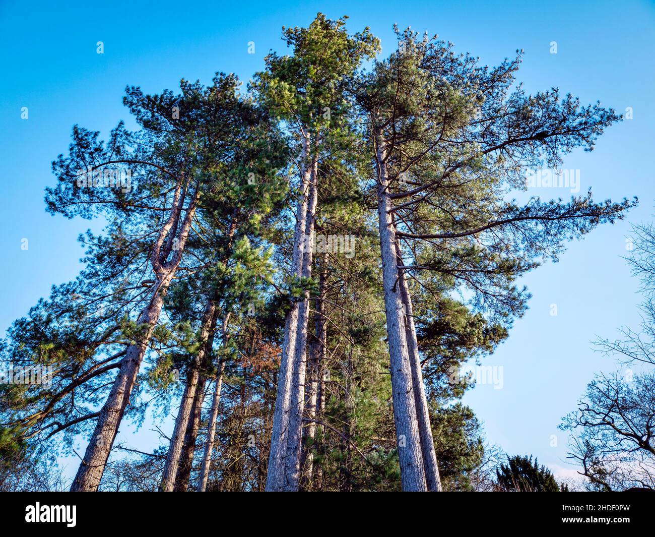 Tall pine trees in winter sunlight with a blue sky background Stock ...