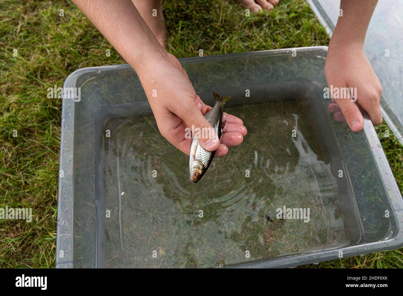 Kid holding a Common roach Rutilus rutilus caught in a lake Stock Photo