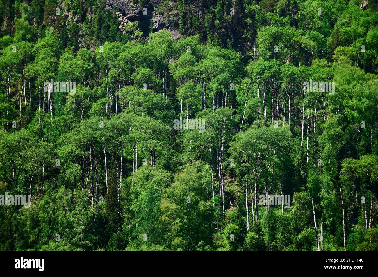 Mokhovoe Lake in the mountains. Nature of Mount Kolyvan. Altai Krai, Russia. Landscape with mountains Stock Photo