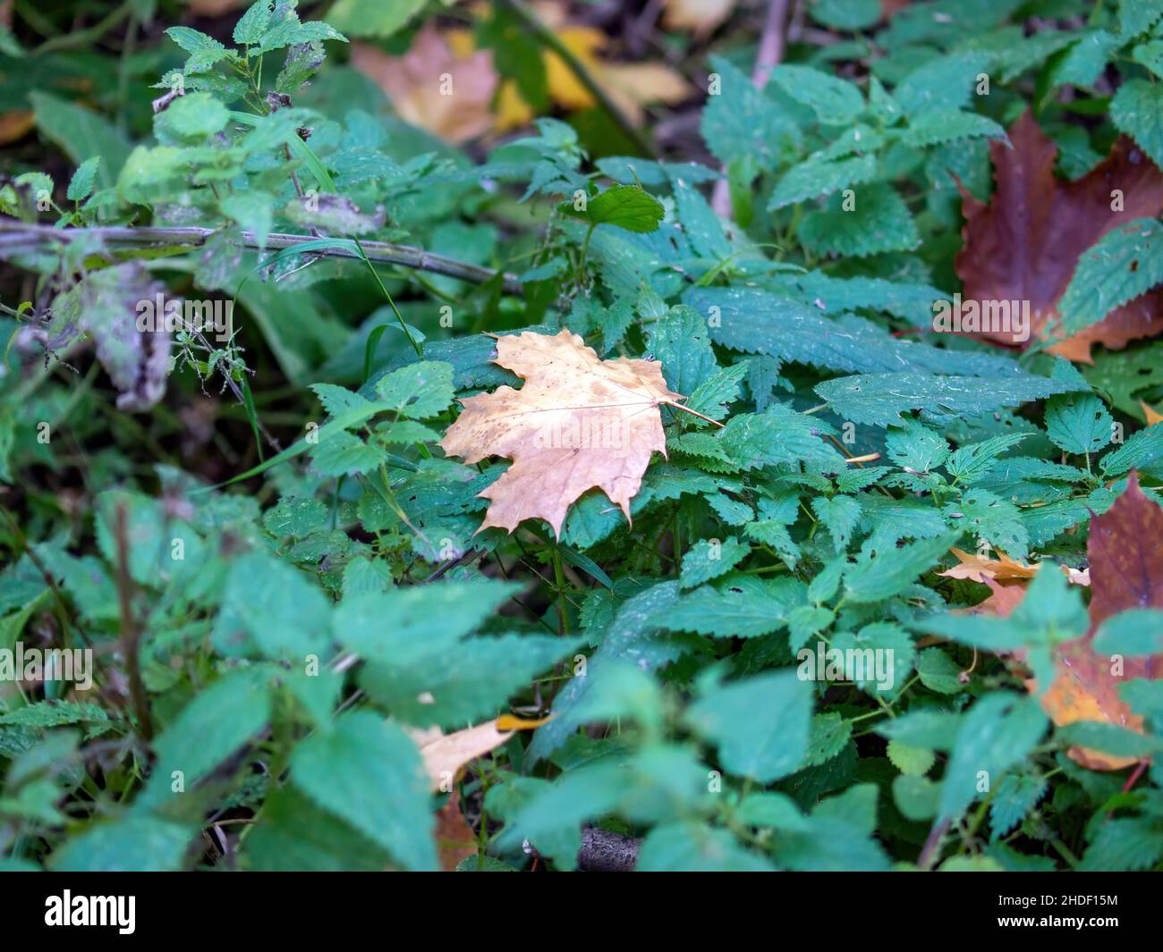 yellow maple leaves in the forest, in autumn Stock Photo