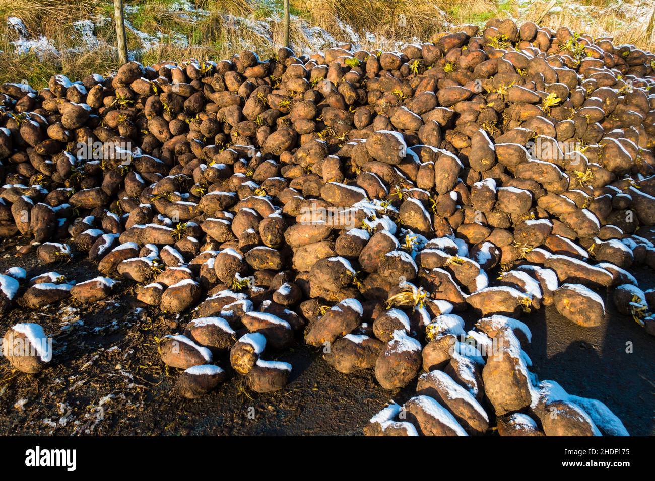 Pile of Swedes root vegetables to be used for animal feed, UK. Stock Photo