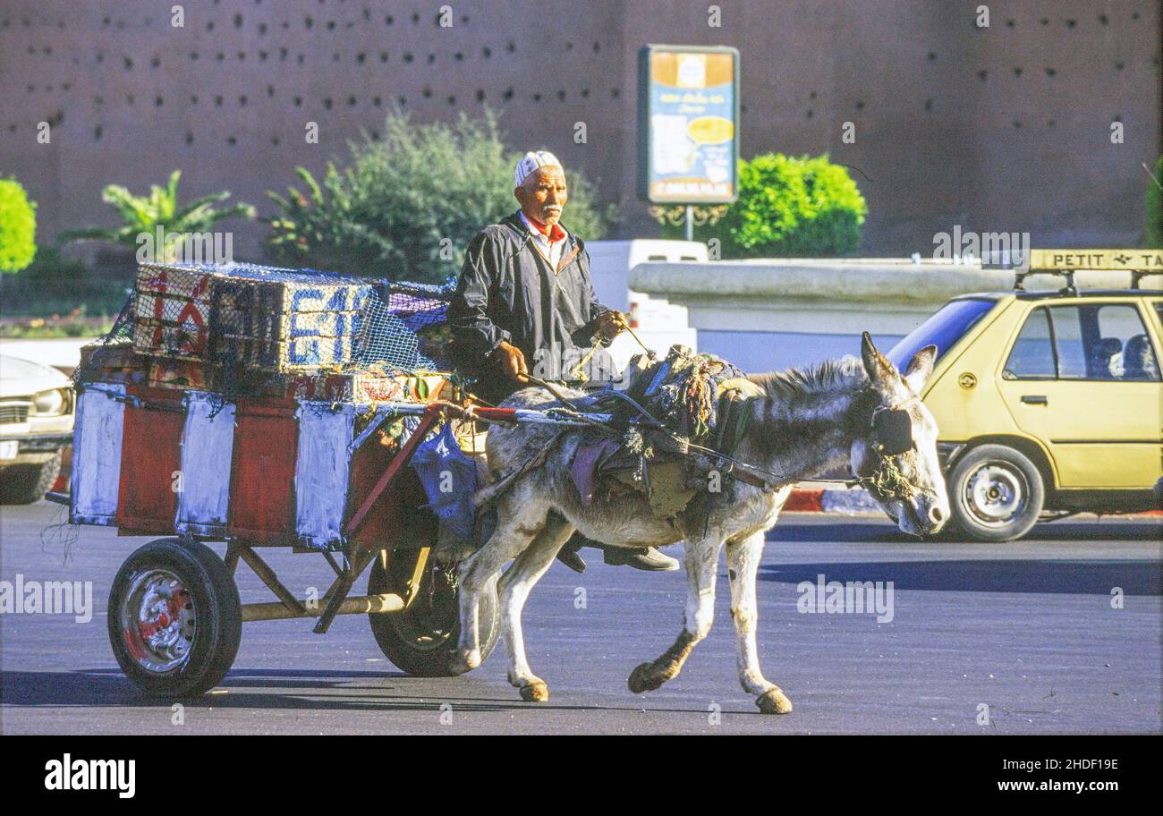 Man drivign a donkey cart on the streets of Marakesh, Morocco (Marakech), photo: Bo Arrhed Stock Photo